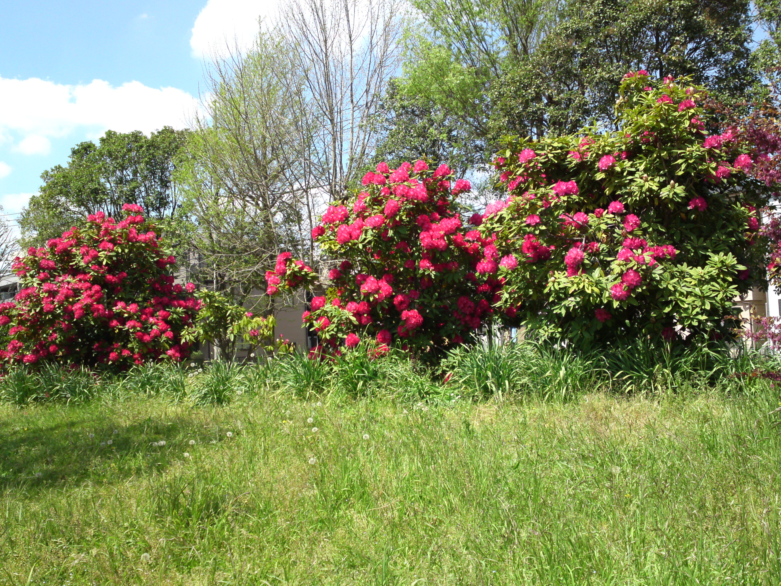 2019年春篠崎公園に咲くシャクナゲの花１３