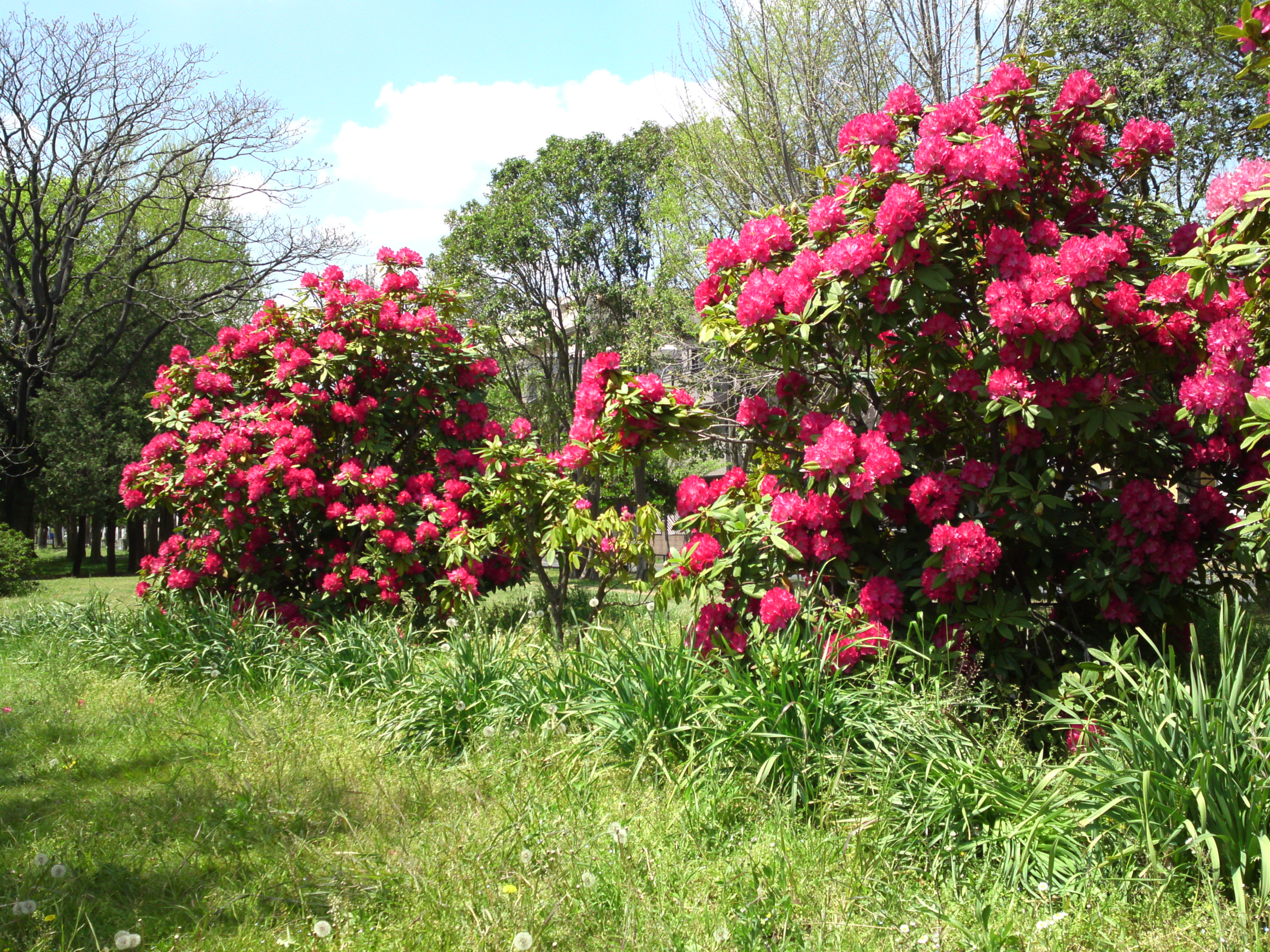 2019年春篠崎公園に咲くシャクナゲの花１５