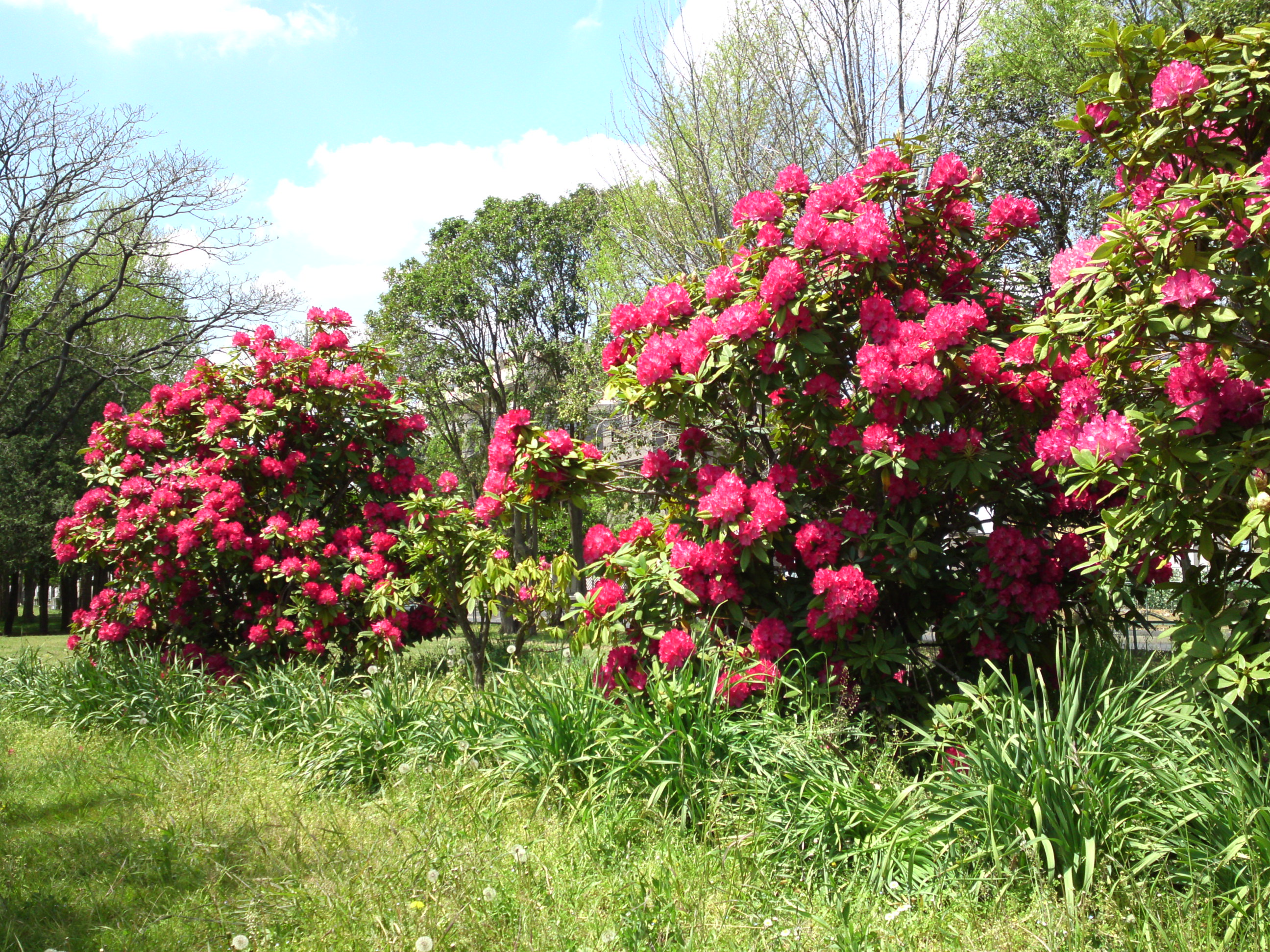 2019年春篠崎公園に咲くシャクナゲの花１６
