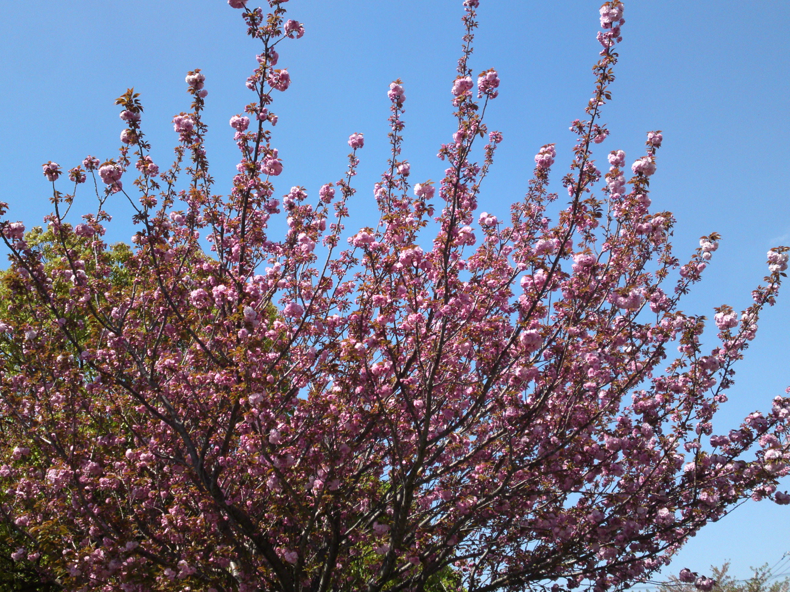 2019年都立篠崎公園の春を彩る八重桜１