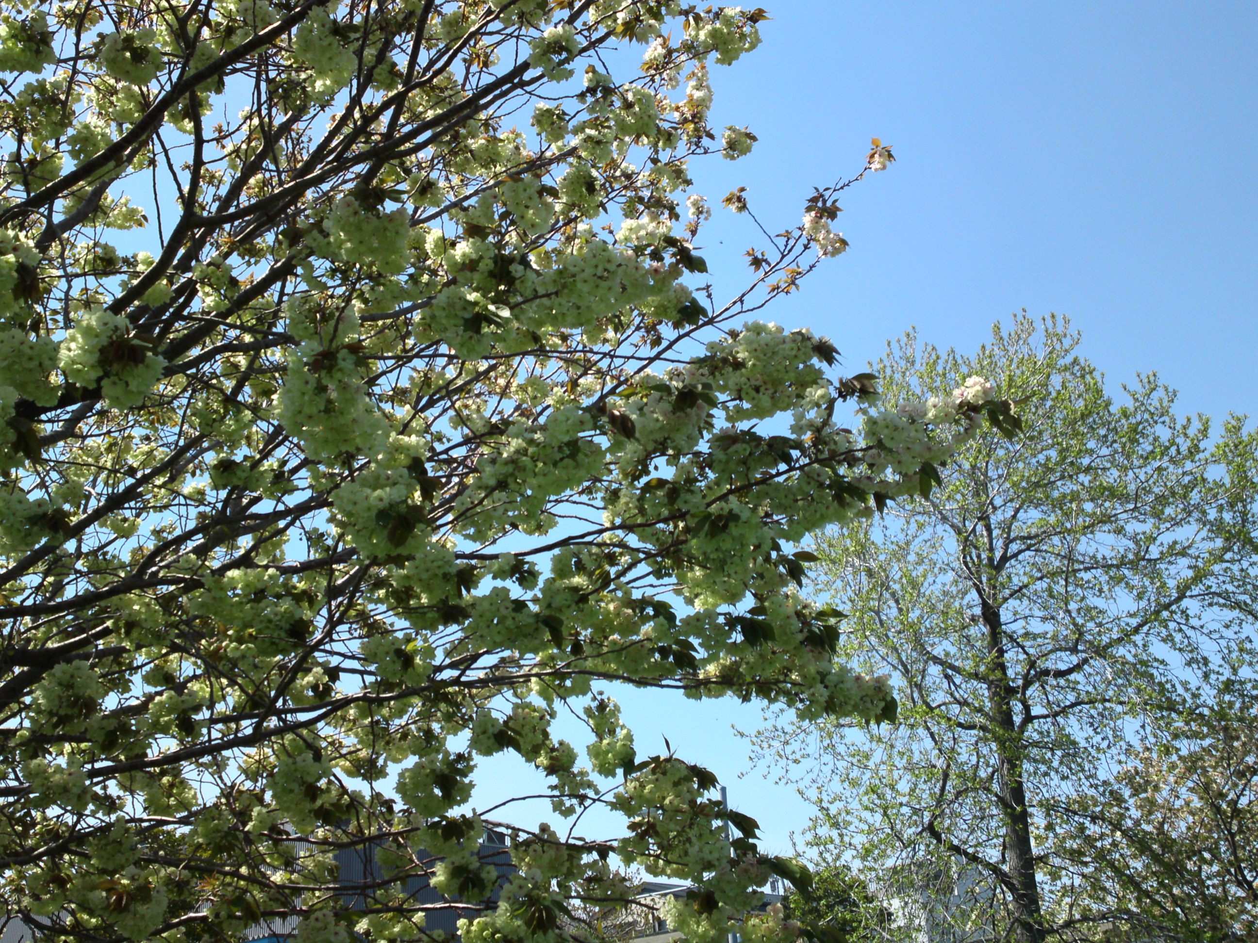 2019年春都立篠崎公園に咲く緑の八重桜３