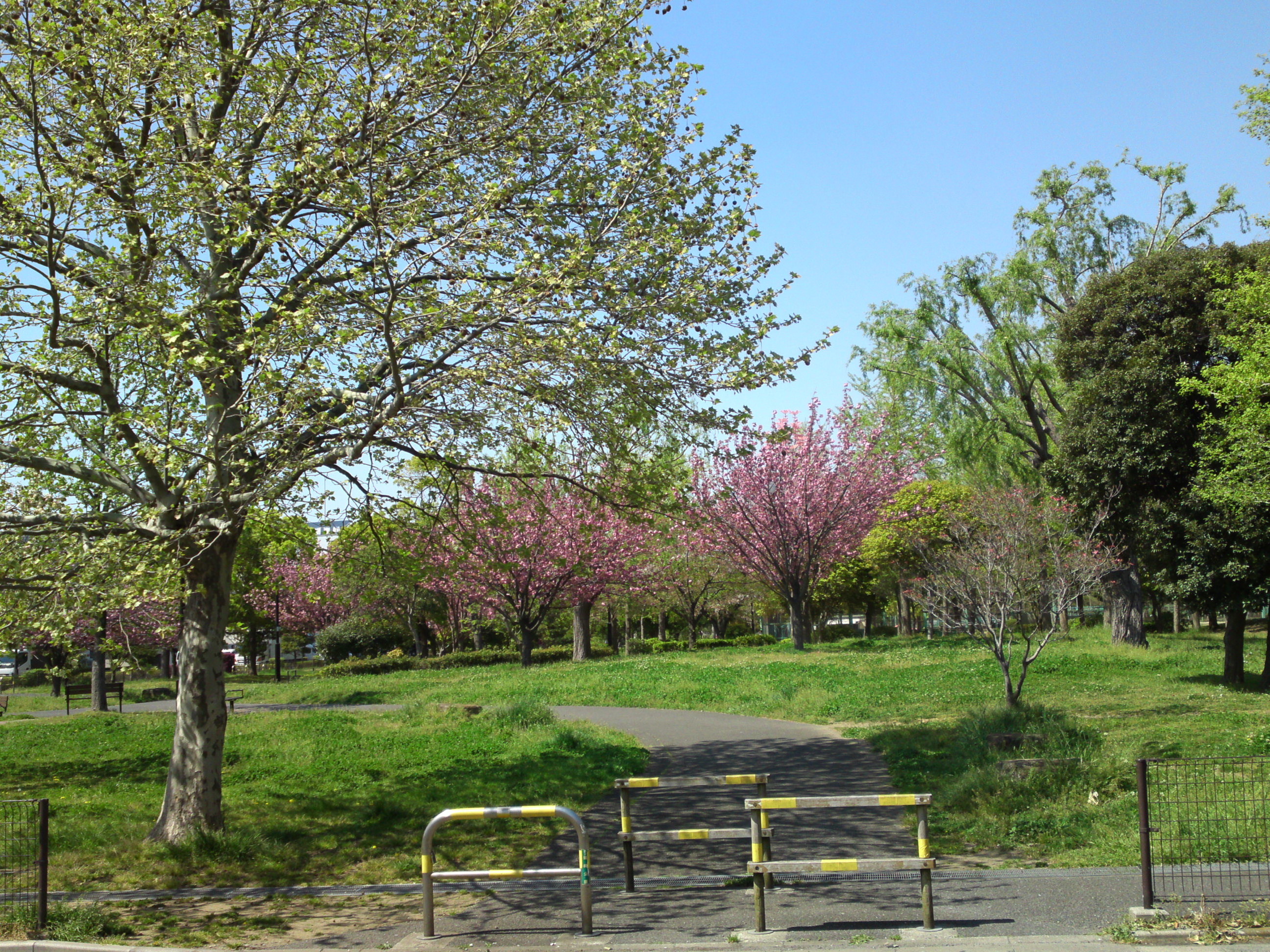 2019年都立篠崎公園の春を彩る八重桜３