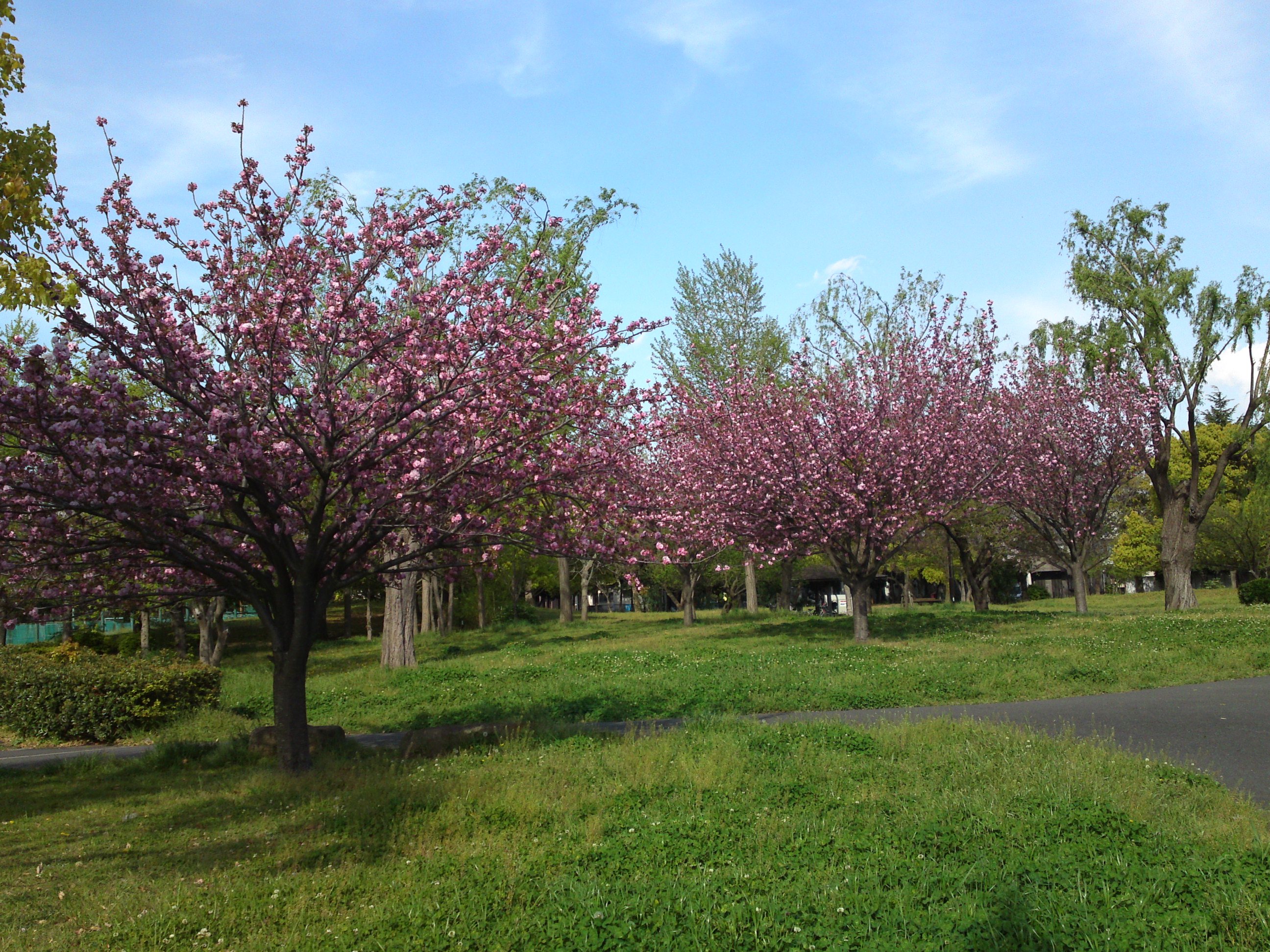 2019年都立篠崎公園の春を彩る八重桜５