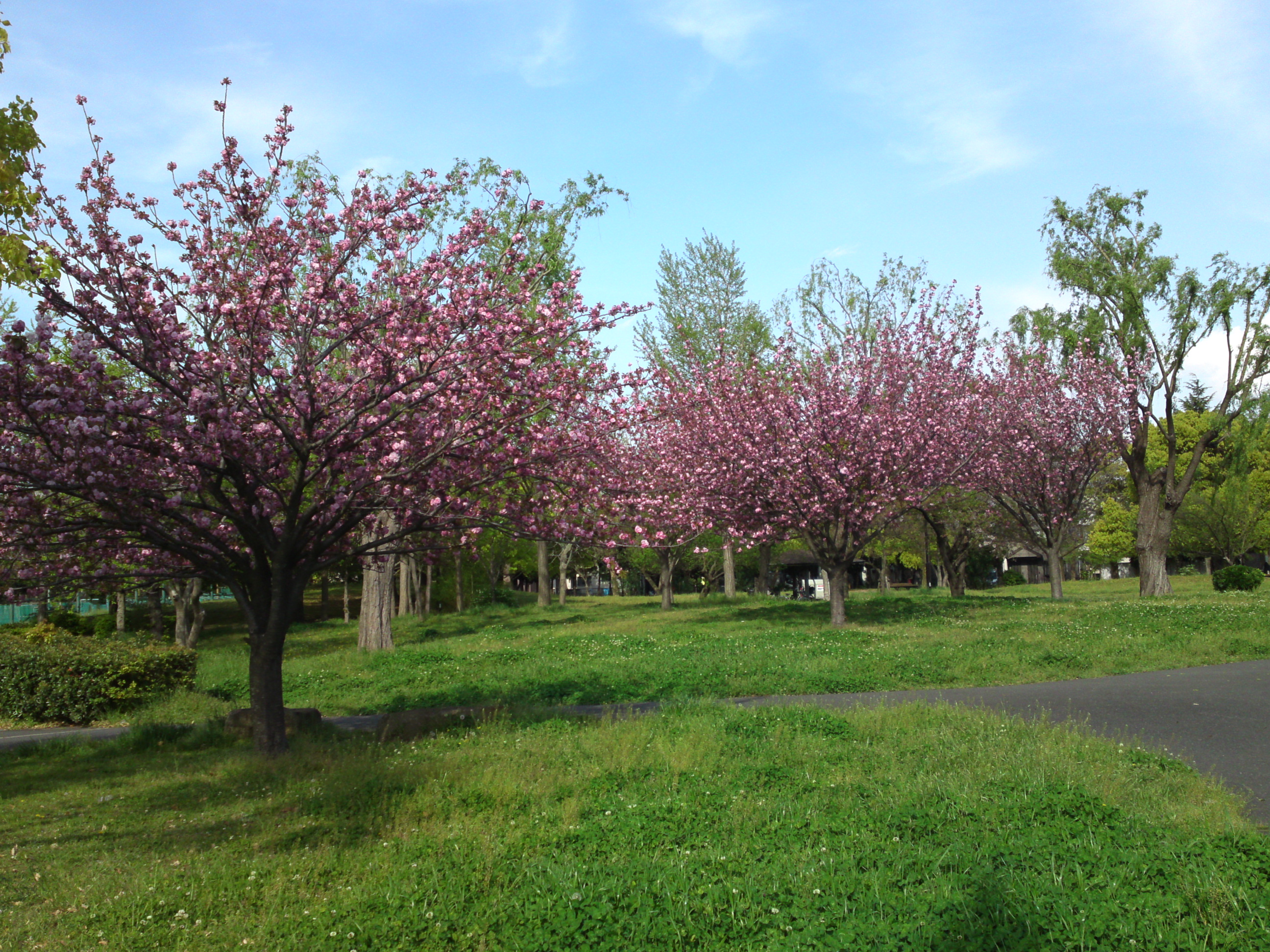 2019年都立篠崎公園の春を彩る八重桜６