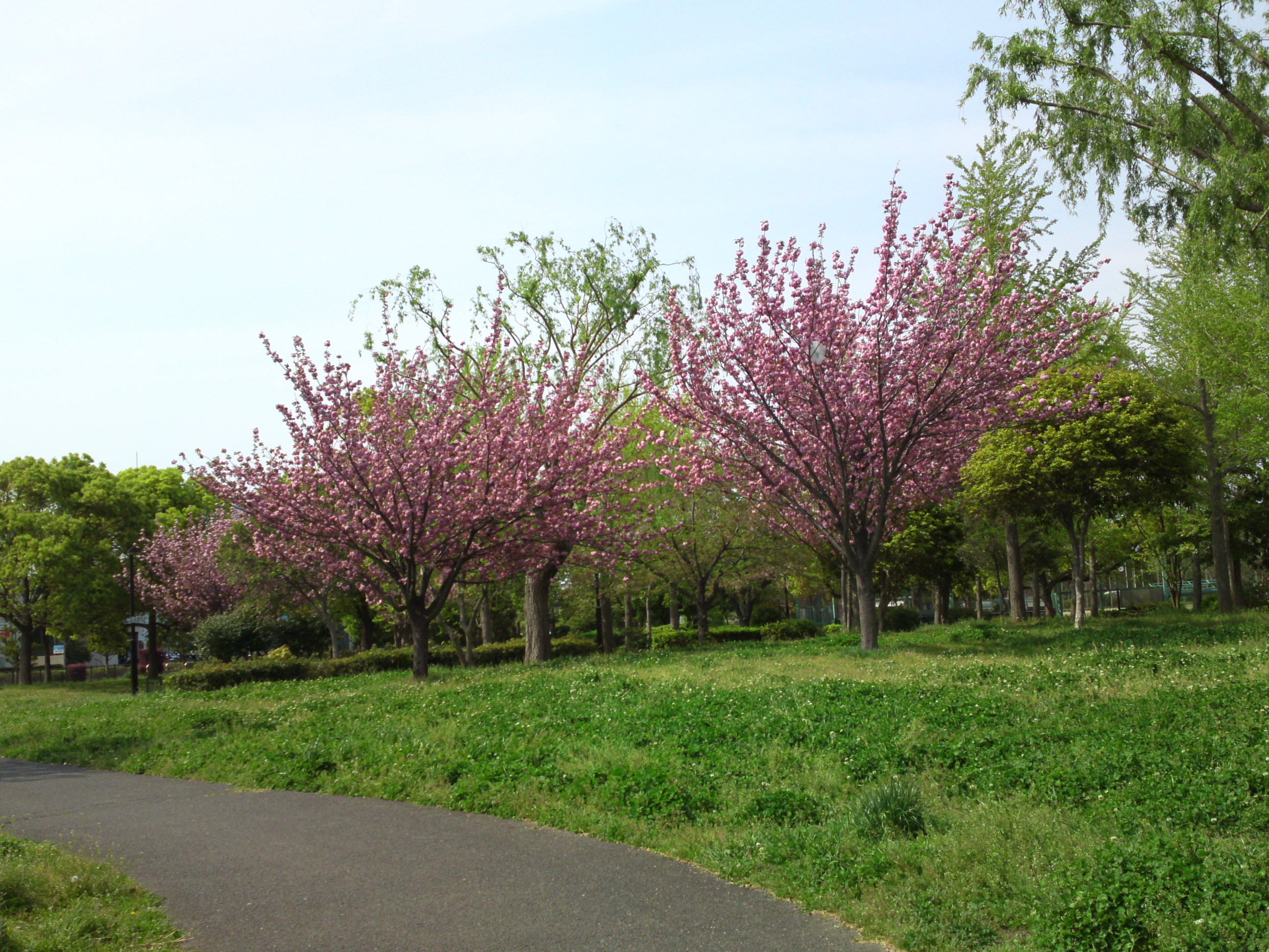 2019年都立篠崎公園の春を彩る八重桜７
