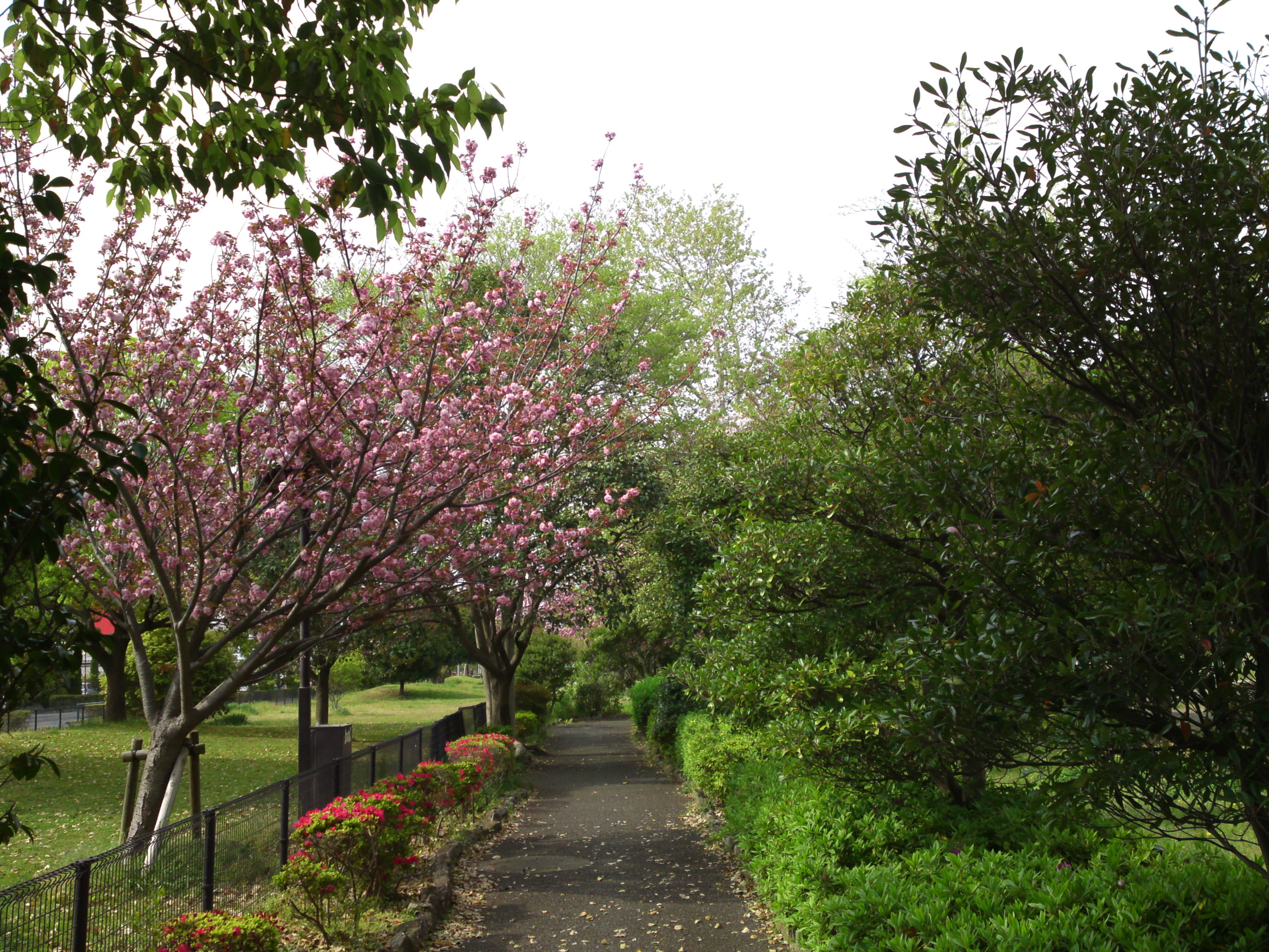 2019年都立篠崎公園の春を彩る八重桜８