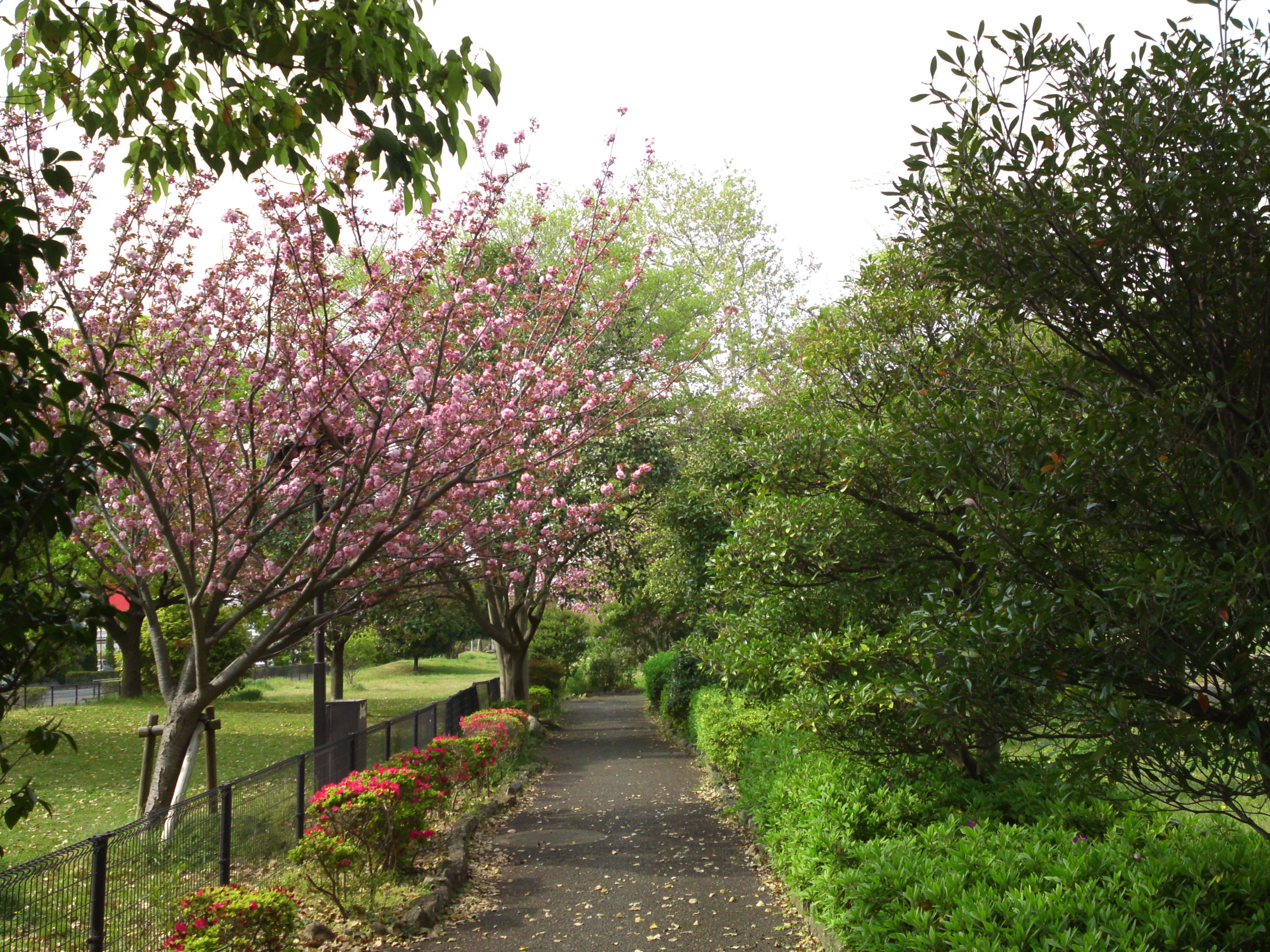 2019年都立篠崎公園の春を彩る八重桜９
