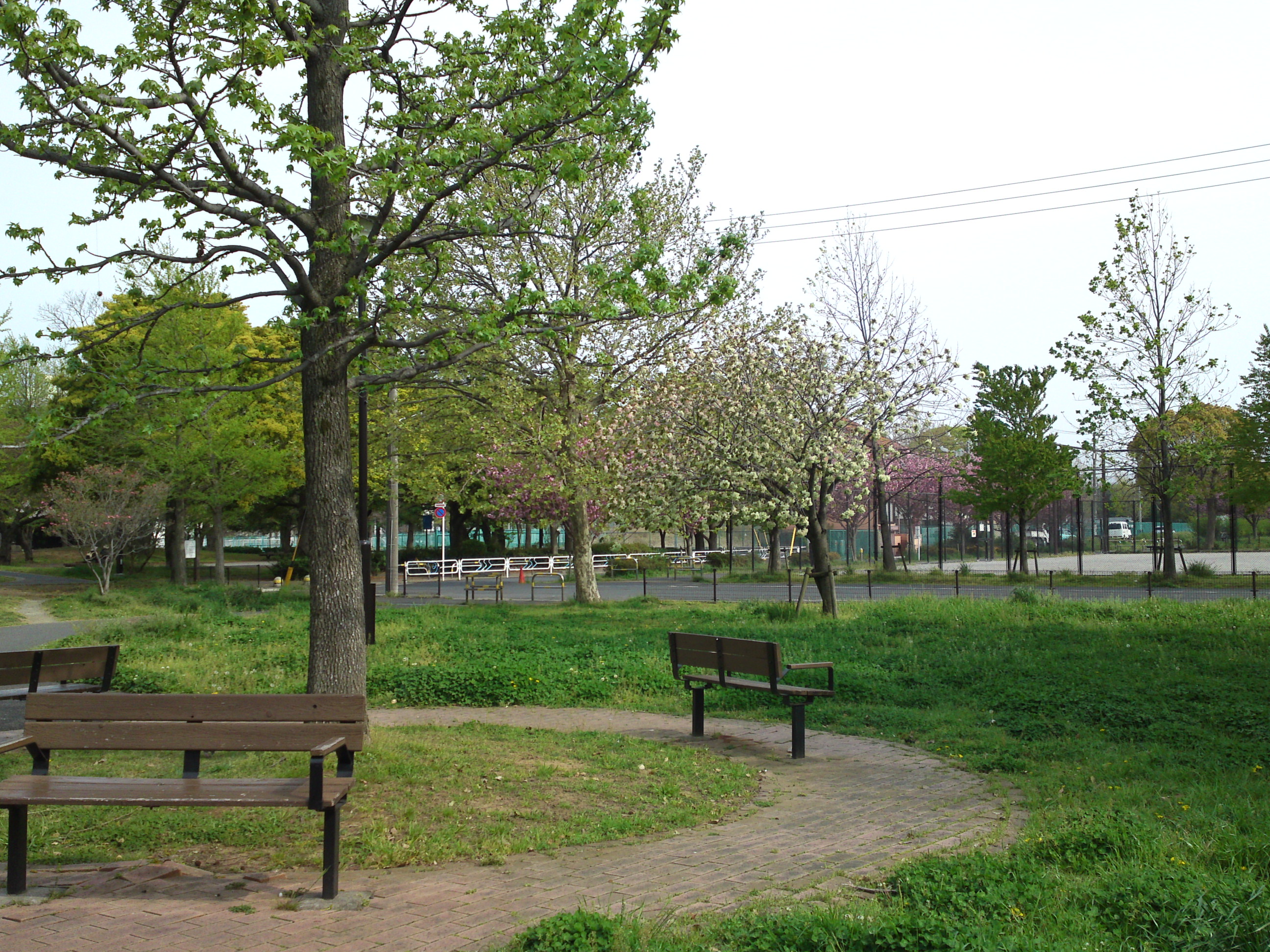 2019年都立篠崎公園の春を彩る八重桜１０