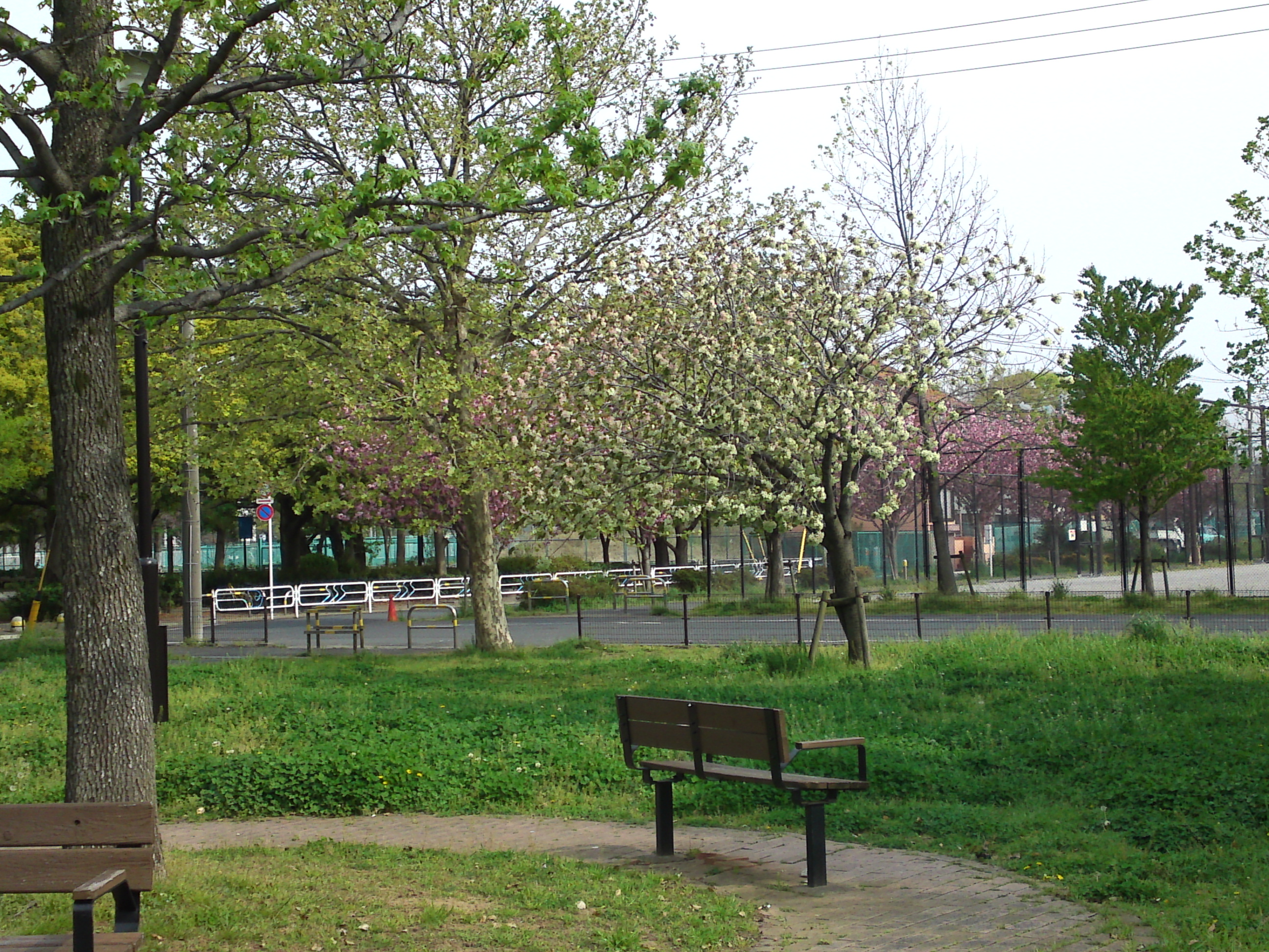 2019年都立篠崎公園の春を彩る八重桜１１