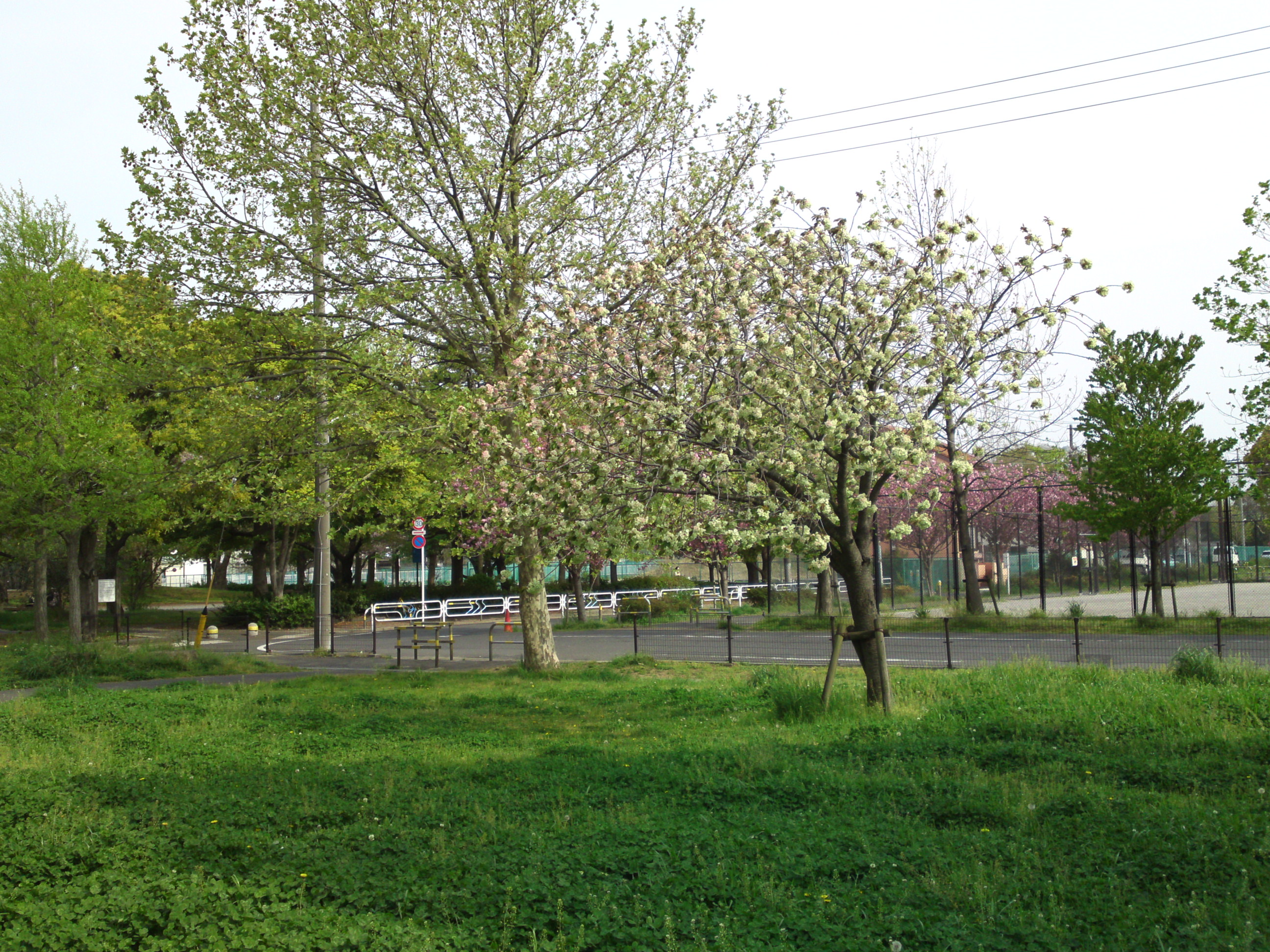2019年都立篠崎公園の春を彩る八重桜１２