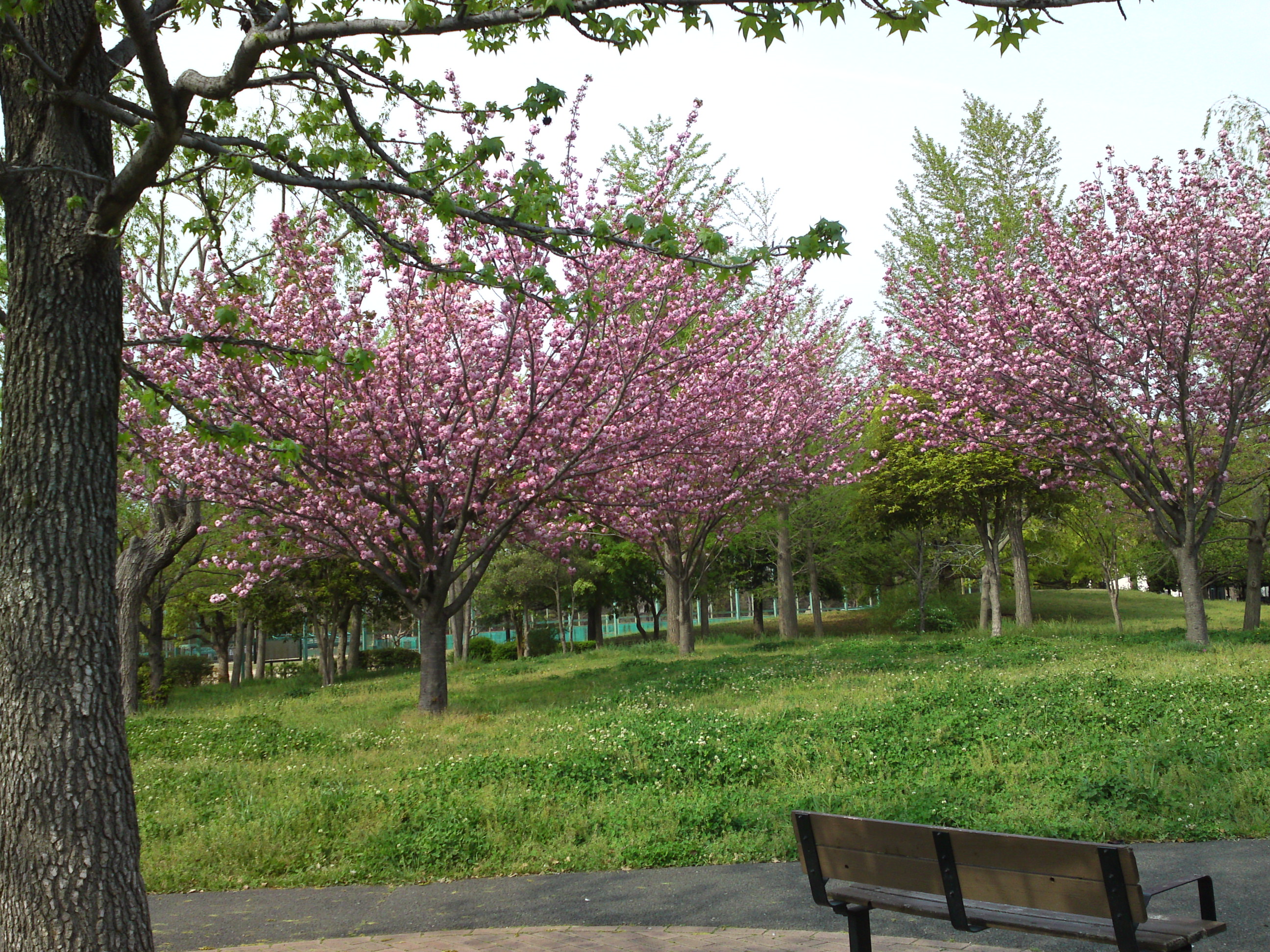 2019年都立篠崎公園の春を彩る八重桜１３