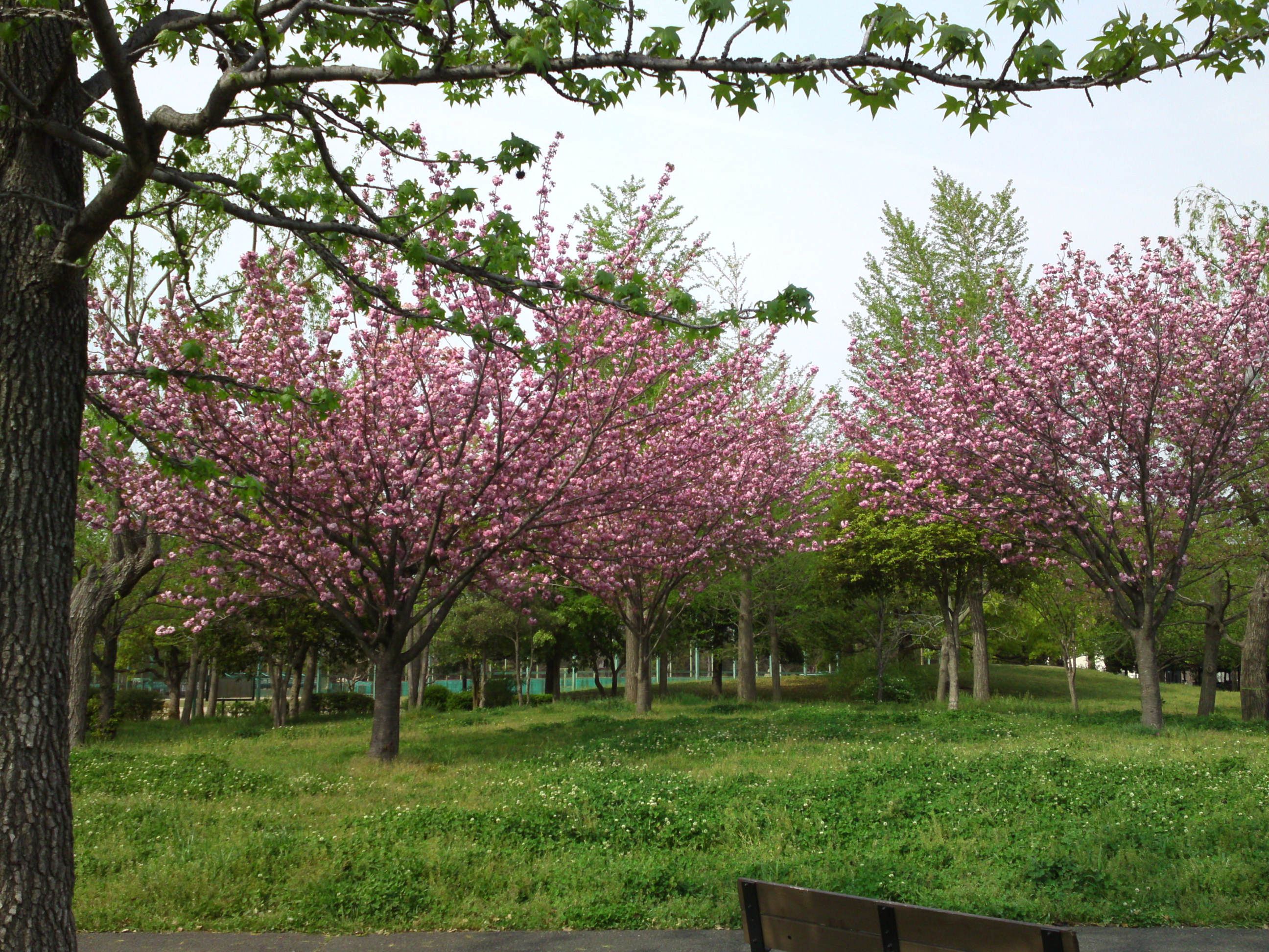 2019年都立篠崎公園の春を彩る八重桜１４
