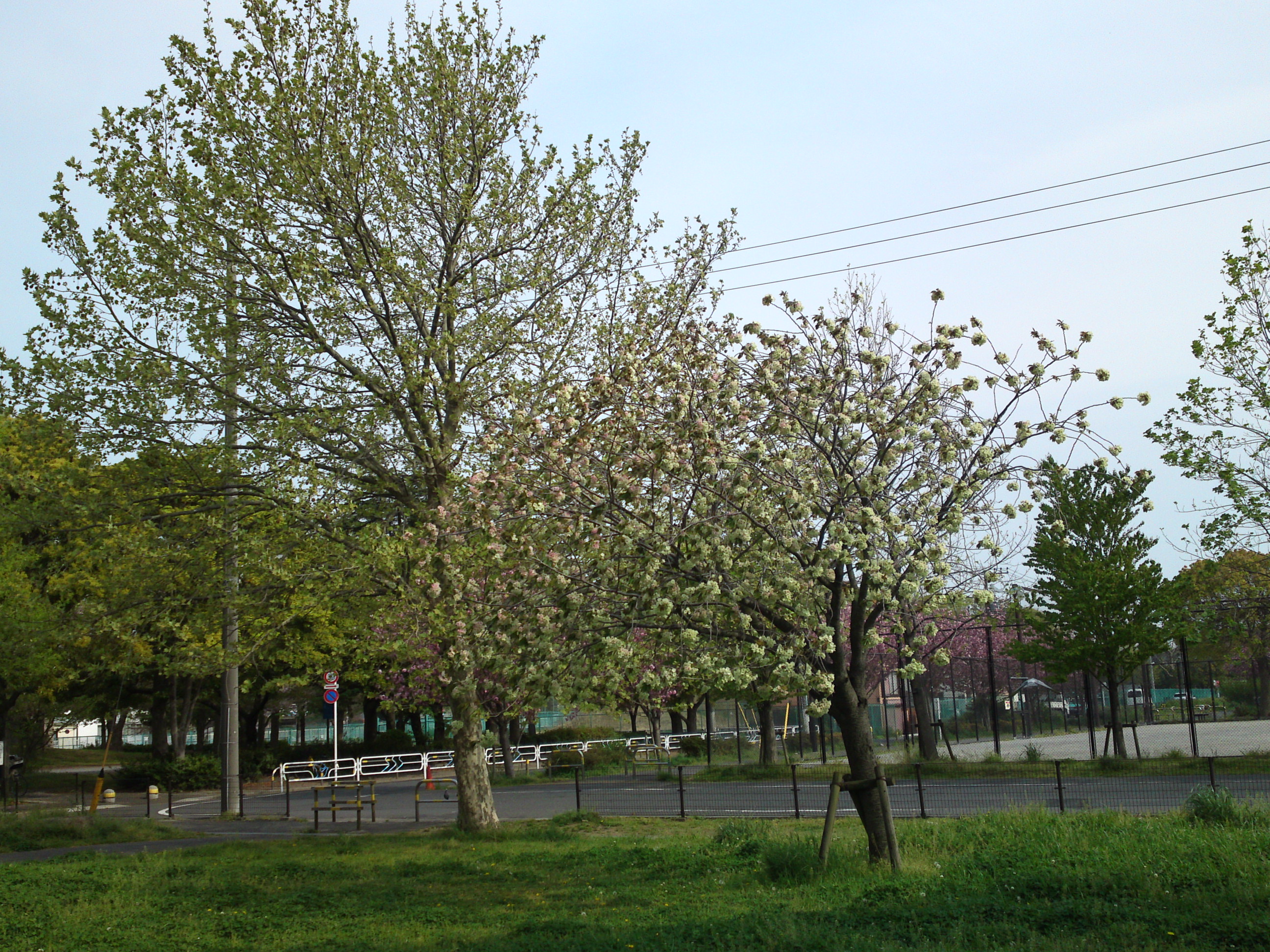 2019年都立篠崎公園の春を彩る八重桜１５