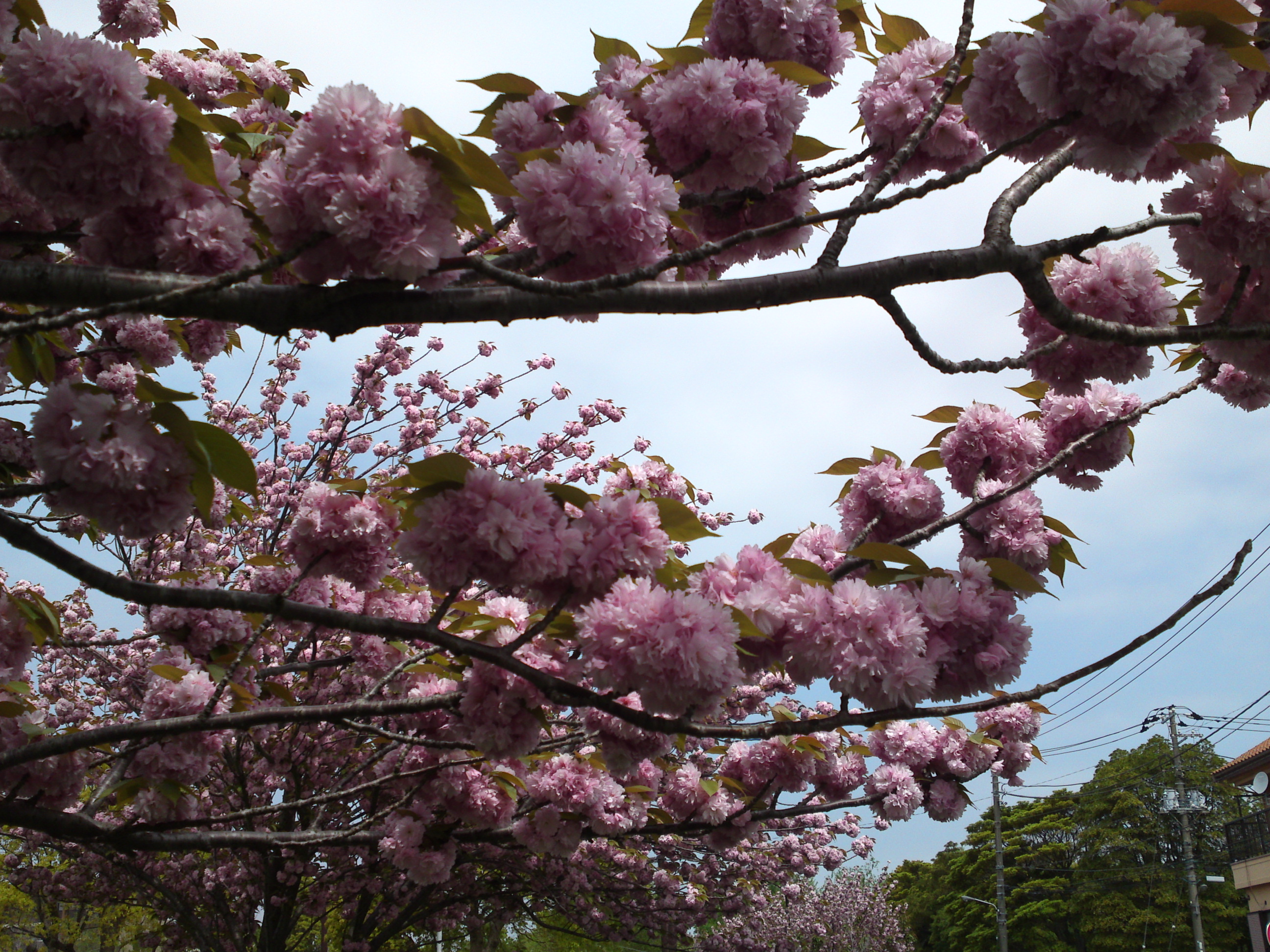 2019年都立篠崎公園の春を彩る八重桜１６