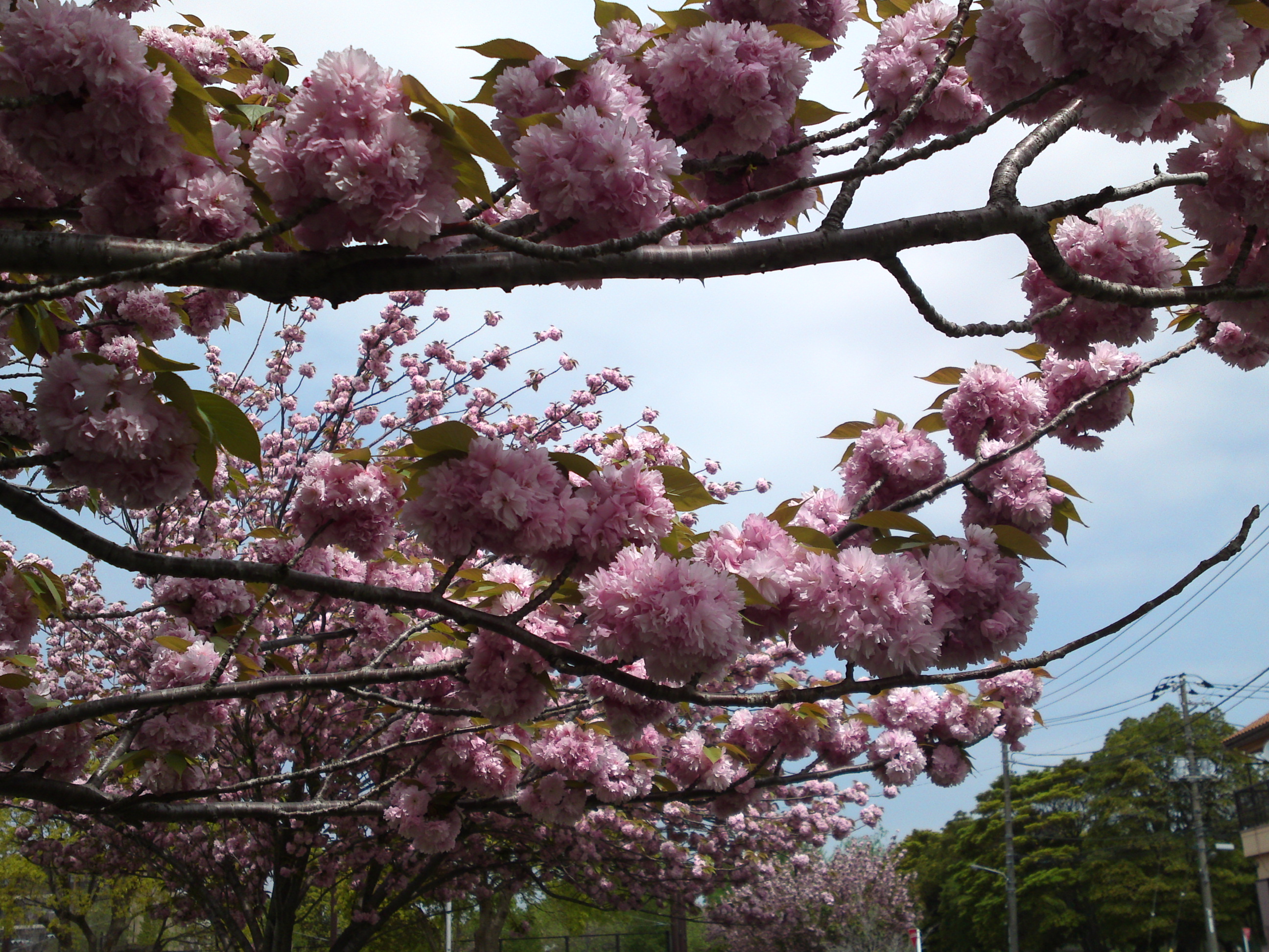 2019年都立篠崎公園の春を彩る八重桜１７