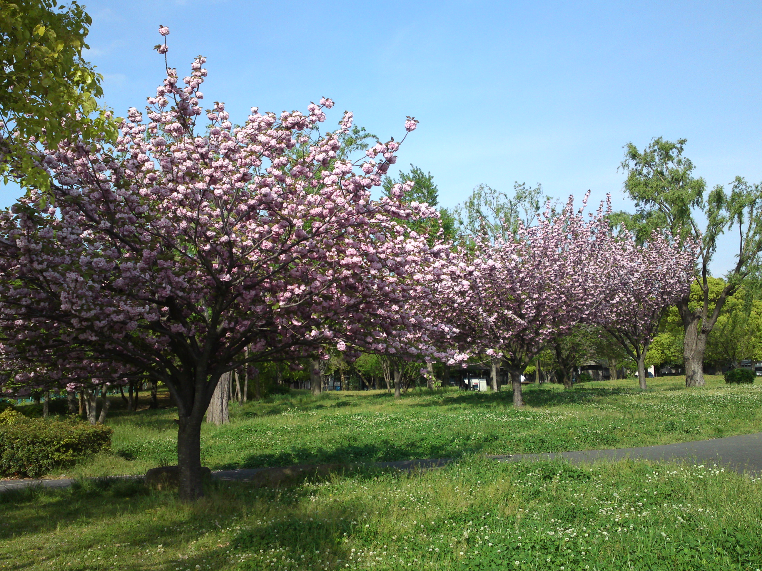 2019年都立篠崎公園の春を彩る八重桜１８