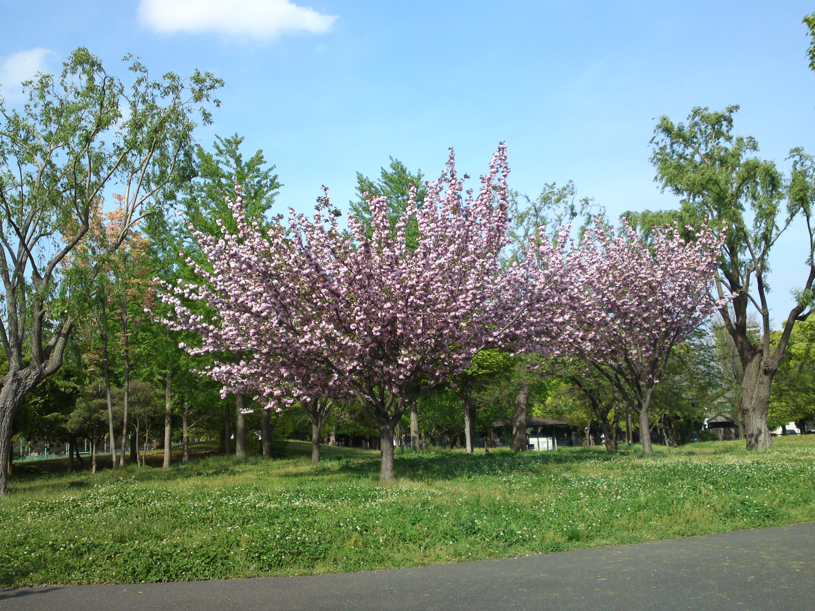 2019年都立篠崎公園の春を彩る八重桜１９