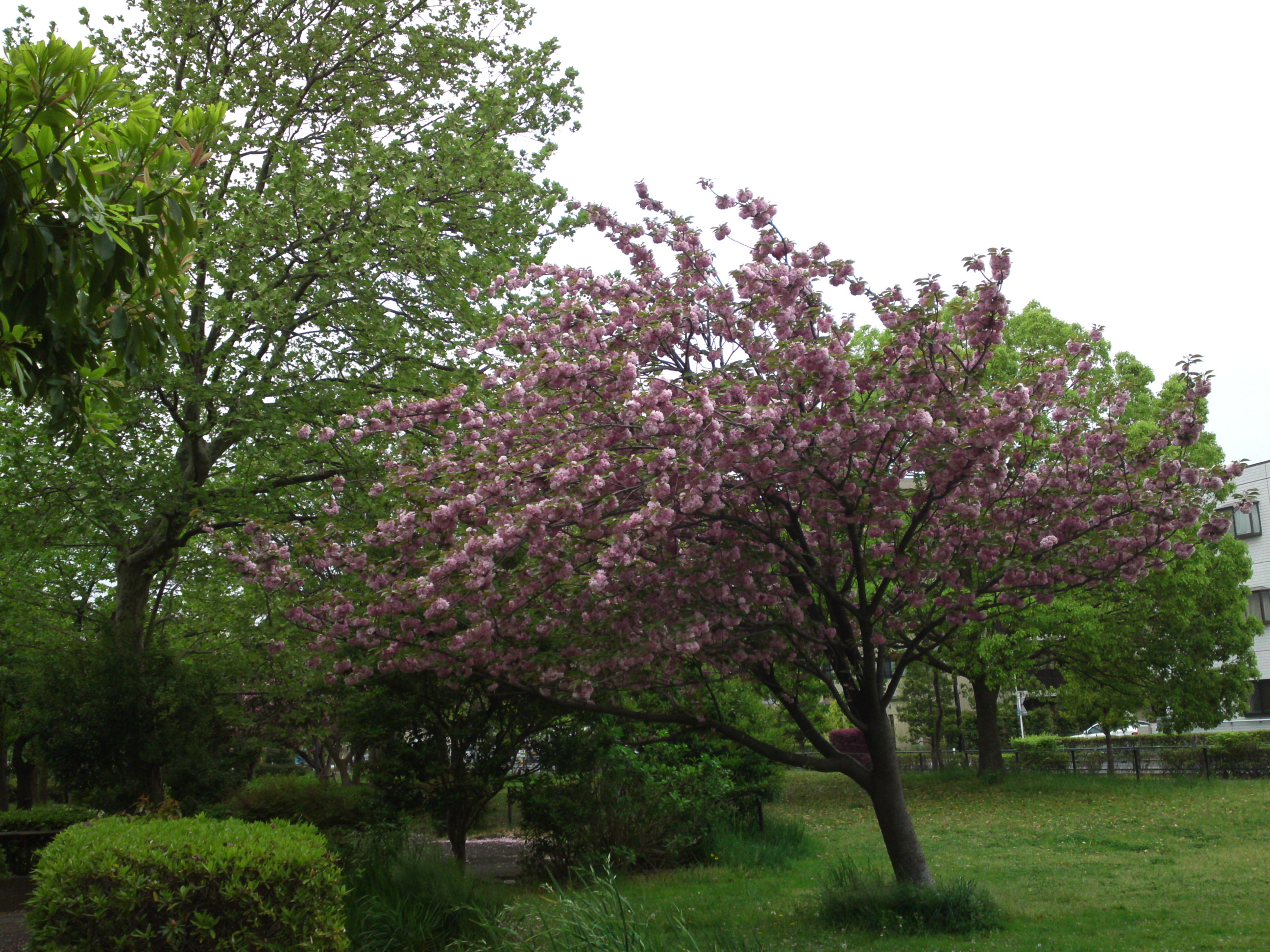 2019年都立篠崎公園の春を彩る八重桜２０