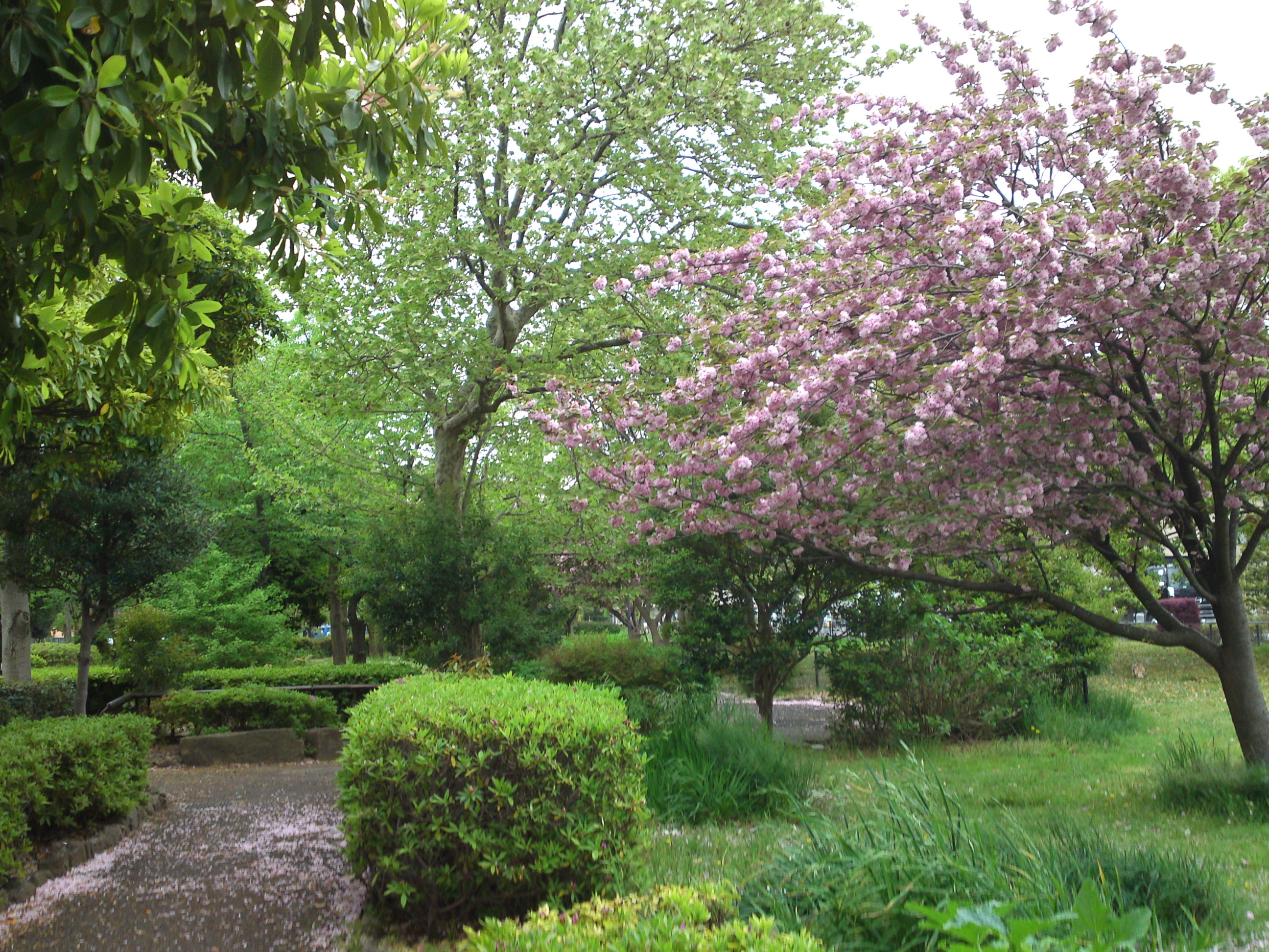 2019年都立篠崎公園の春を彩る八重桜２１