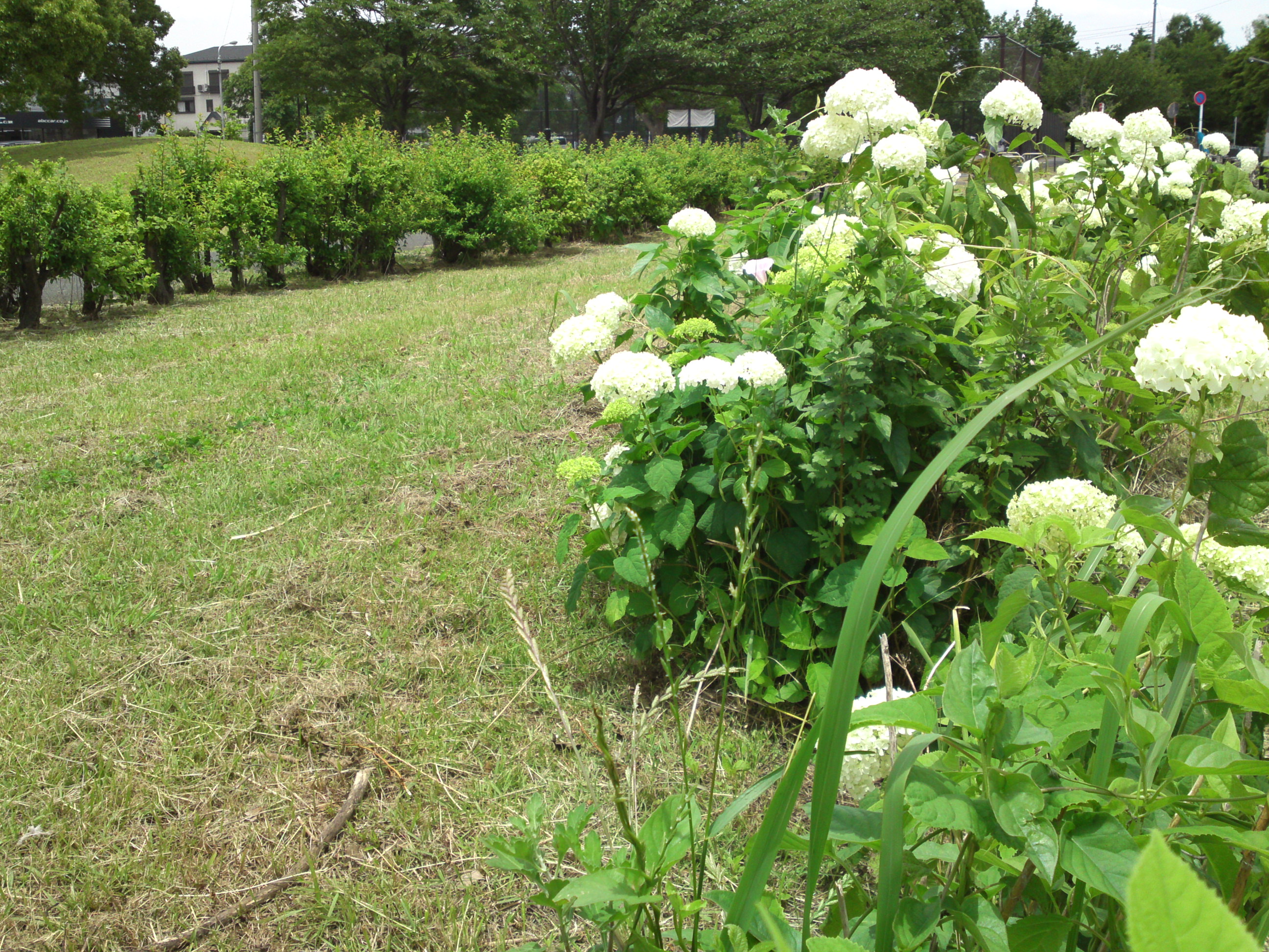 2019年夏篠崎公園に咲く白い紫陽花２