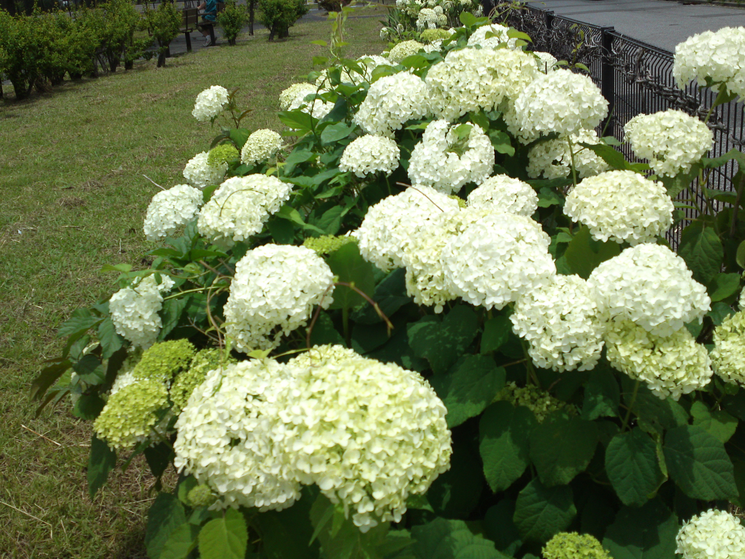 2019年夏篠崎公園に咲く白い紫陽花５