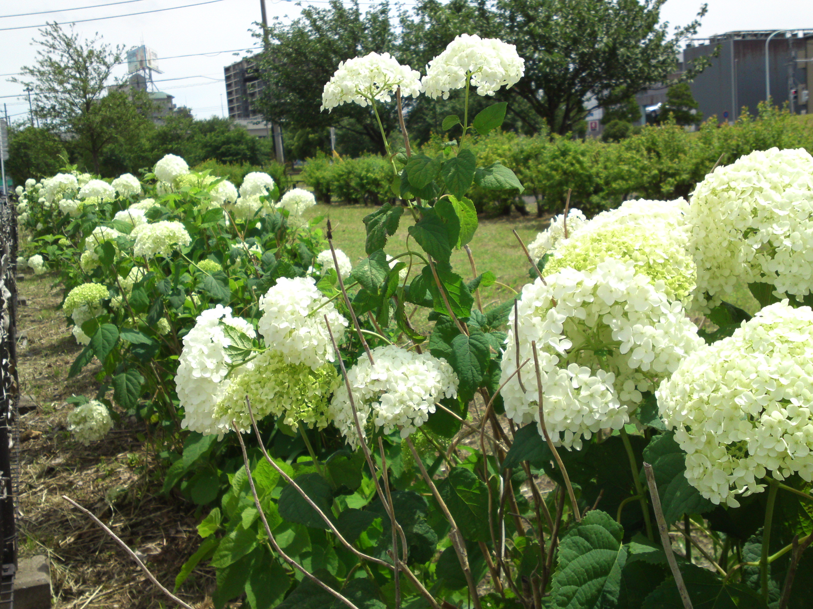 2019年夏篠崎公園に咲く白い紫陽花１０