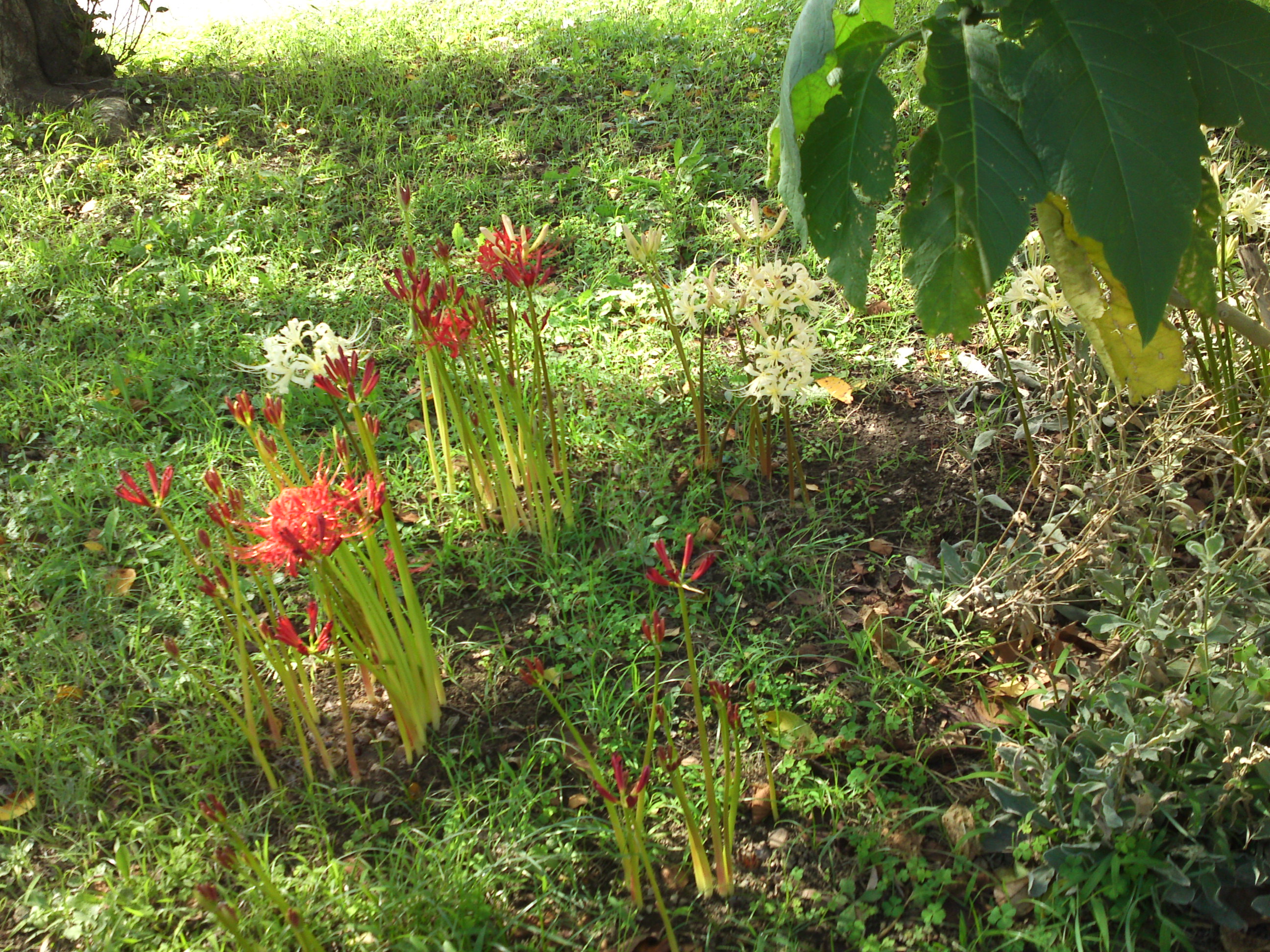 2019年秋篠崎公園に咲くヒガンバナ１
