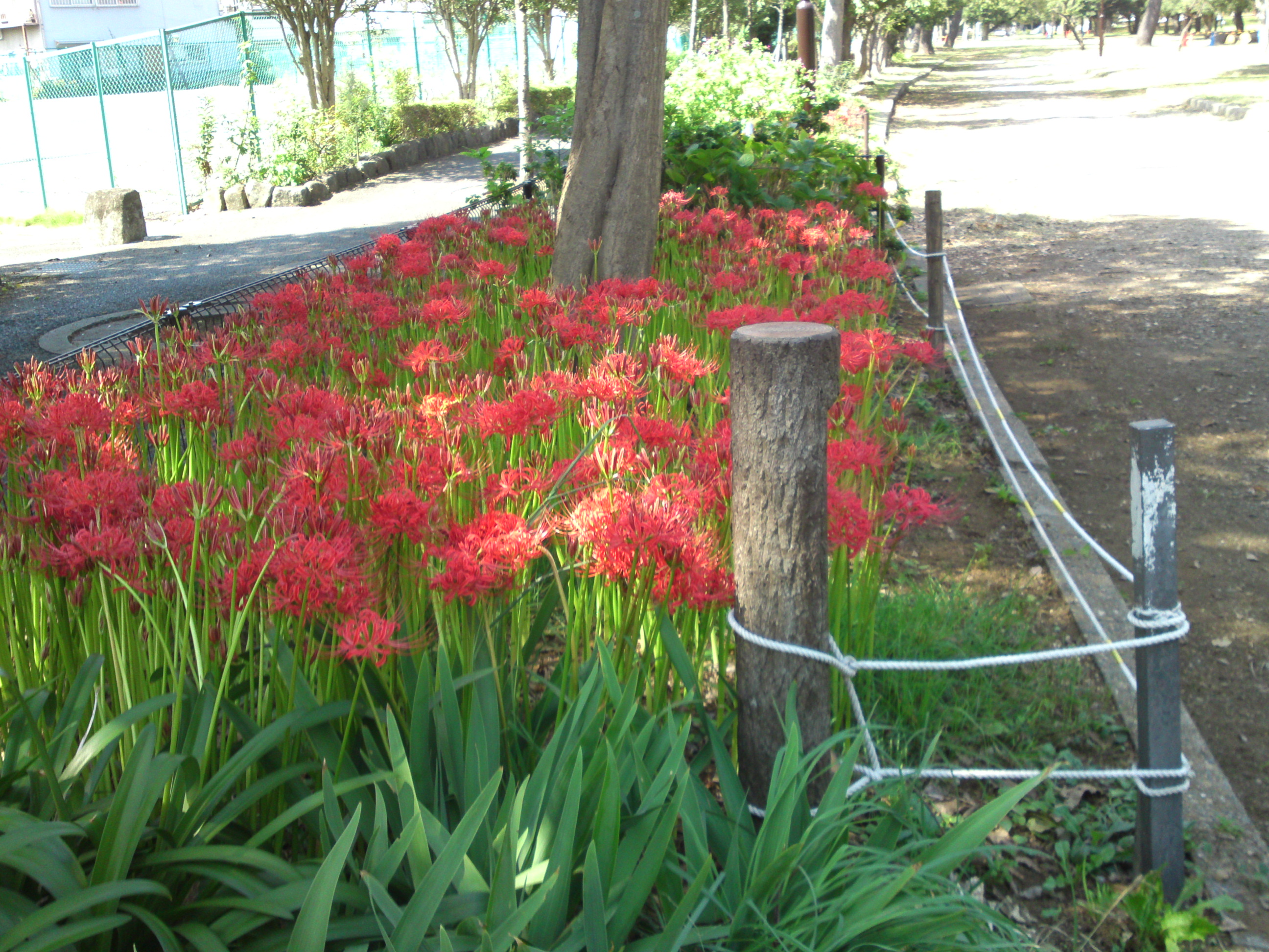 2019年秋篠崎公園に咲くヒガンバナ１０