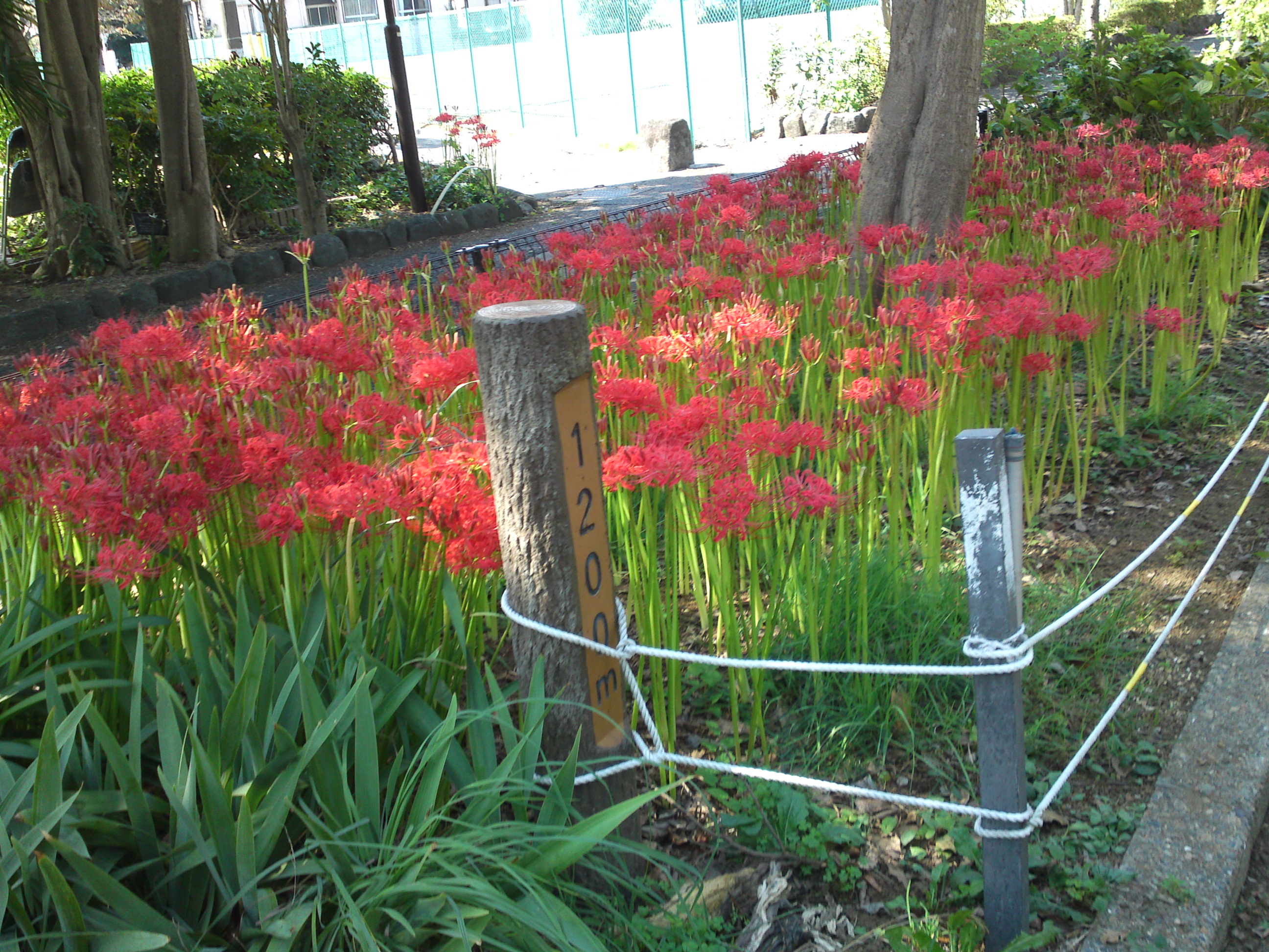 2019年秋篠崎公園に咲くヒガンバナ１２