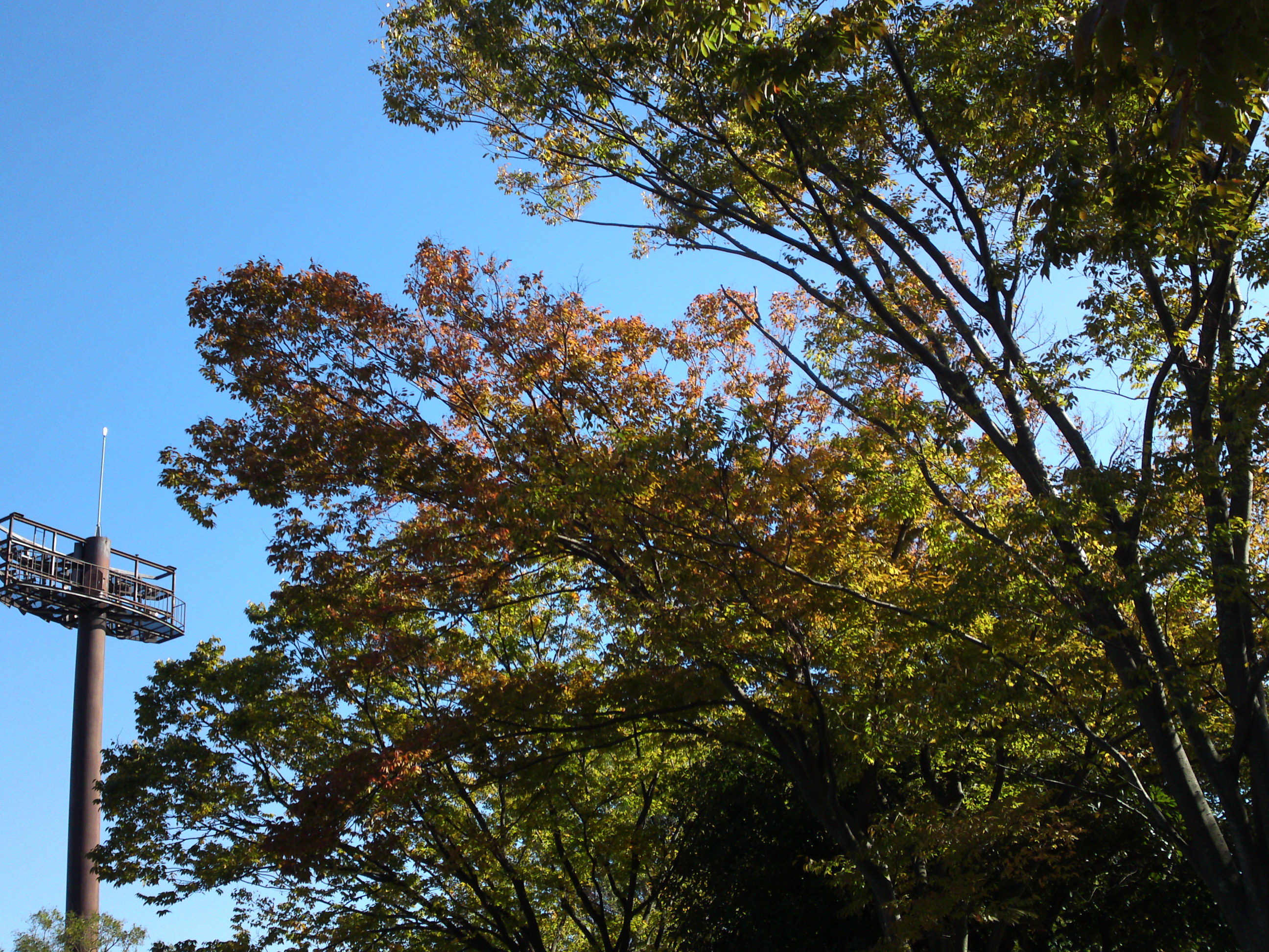 2019年秋篠崎公園の紅葉１