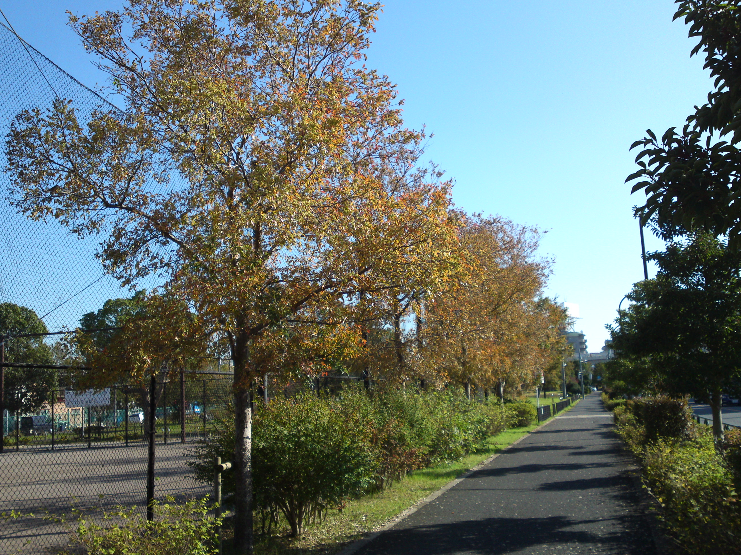 2019年秋篠崎公園の紅葉４