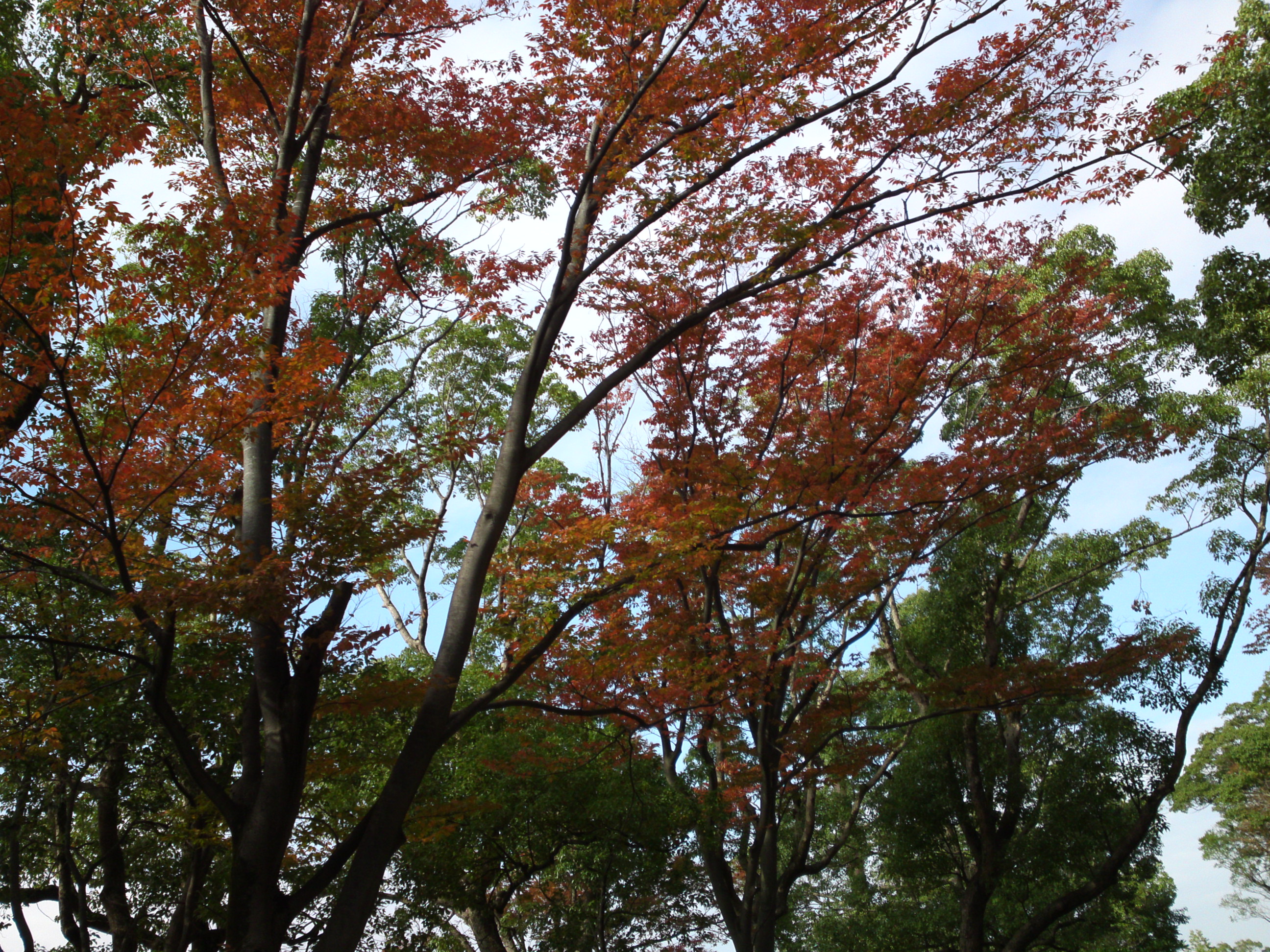 2019年秋篠崎公園の紅葉１０