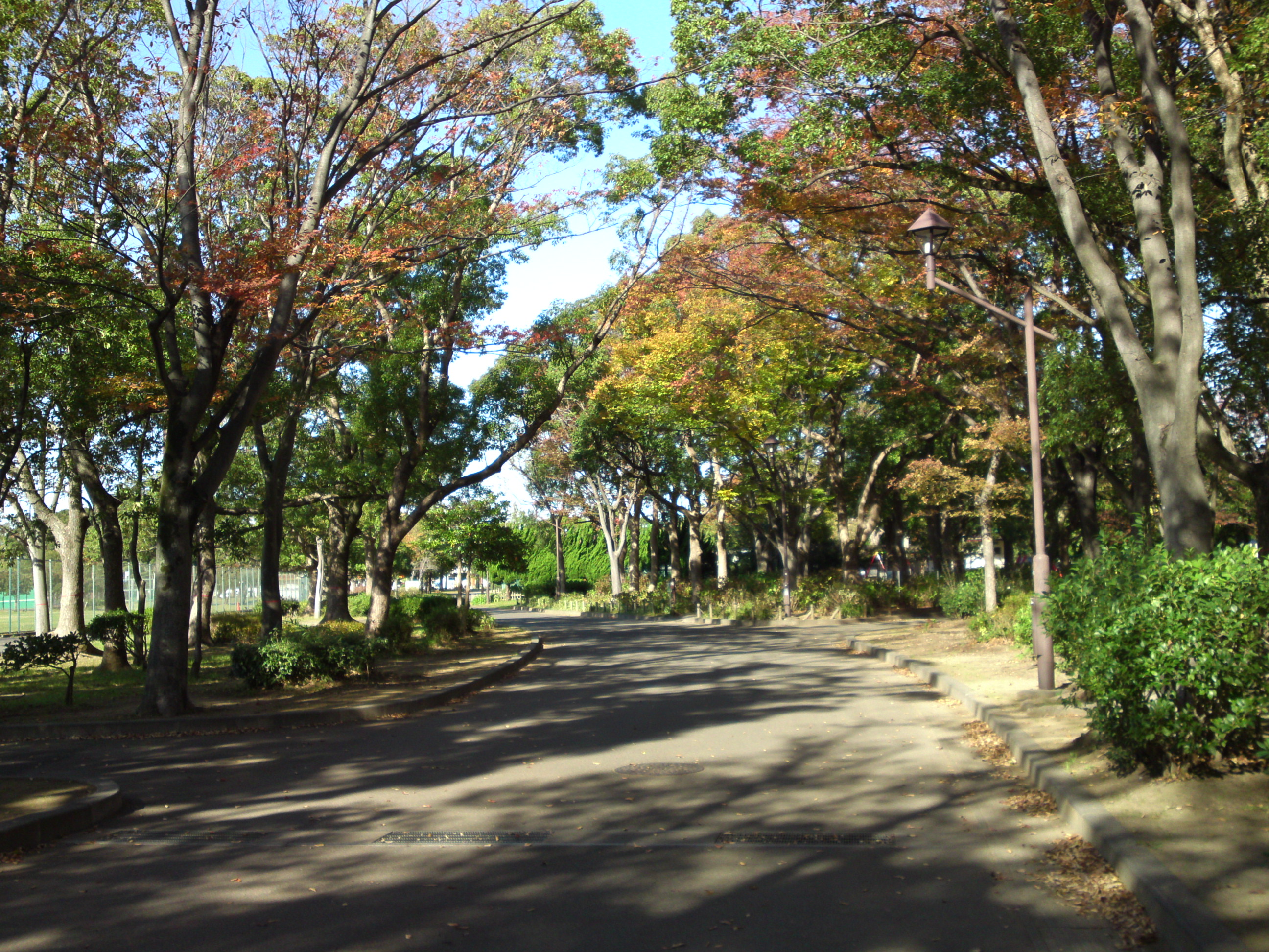 2019年秋篠崎公園の紅葉１４