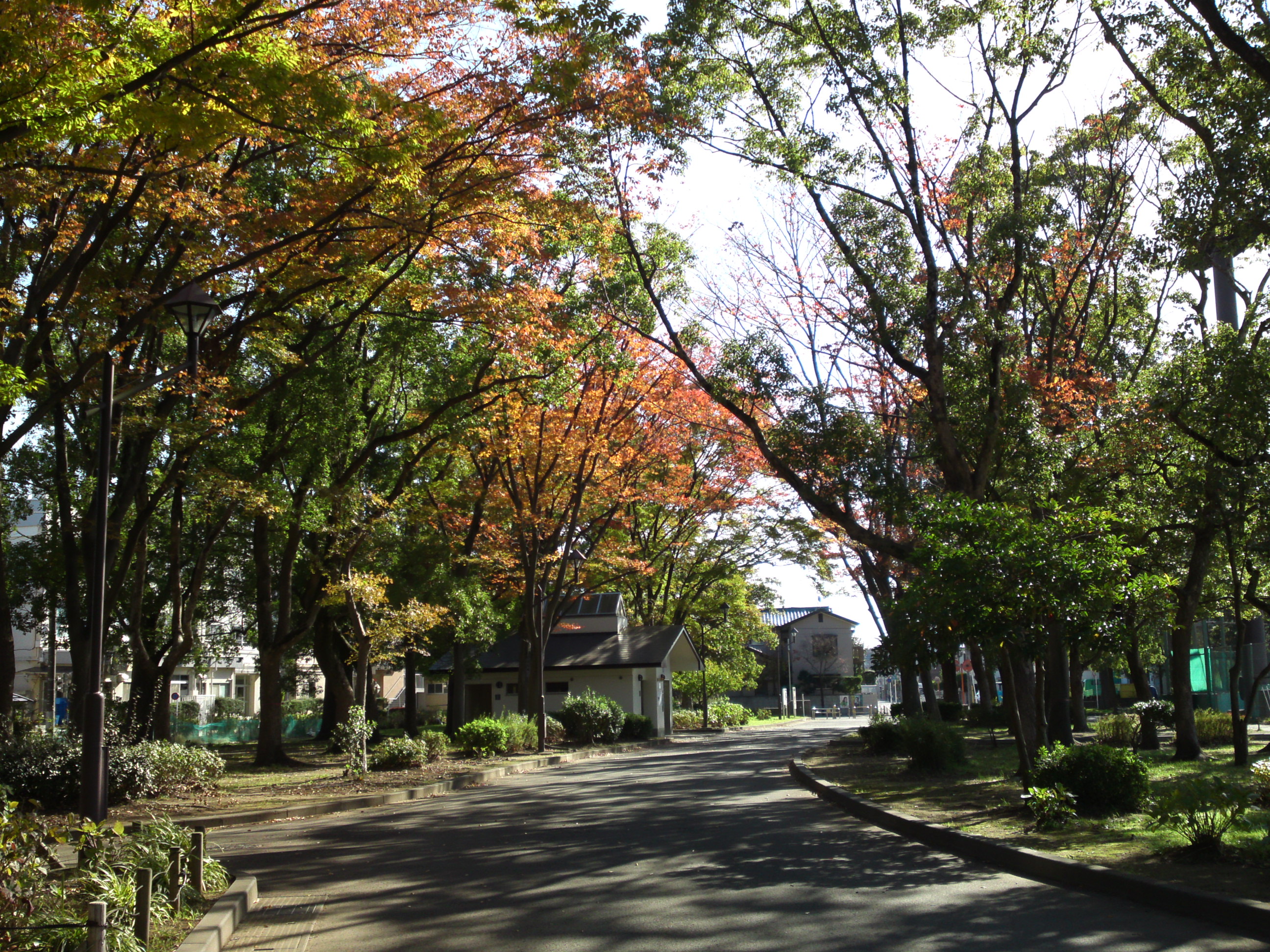 2019年秋篠崎公園の紅葉１５