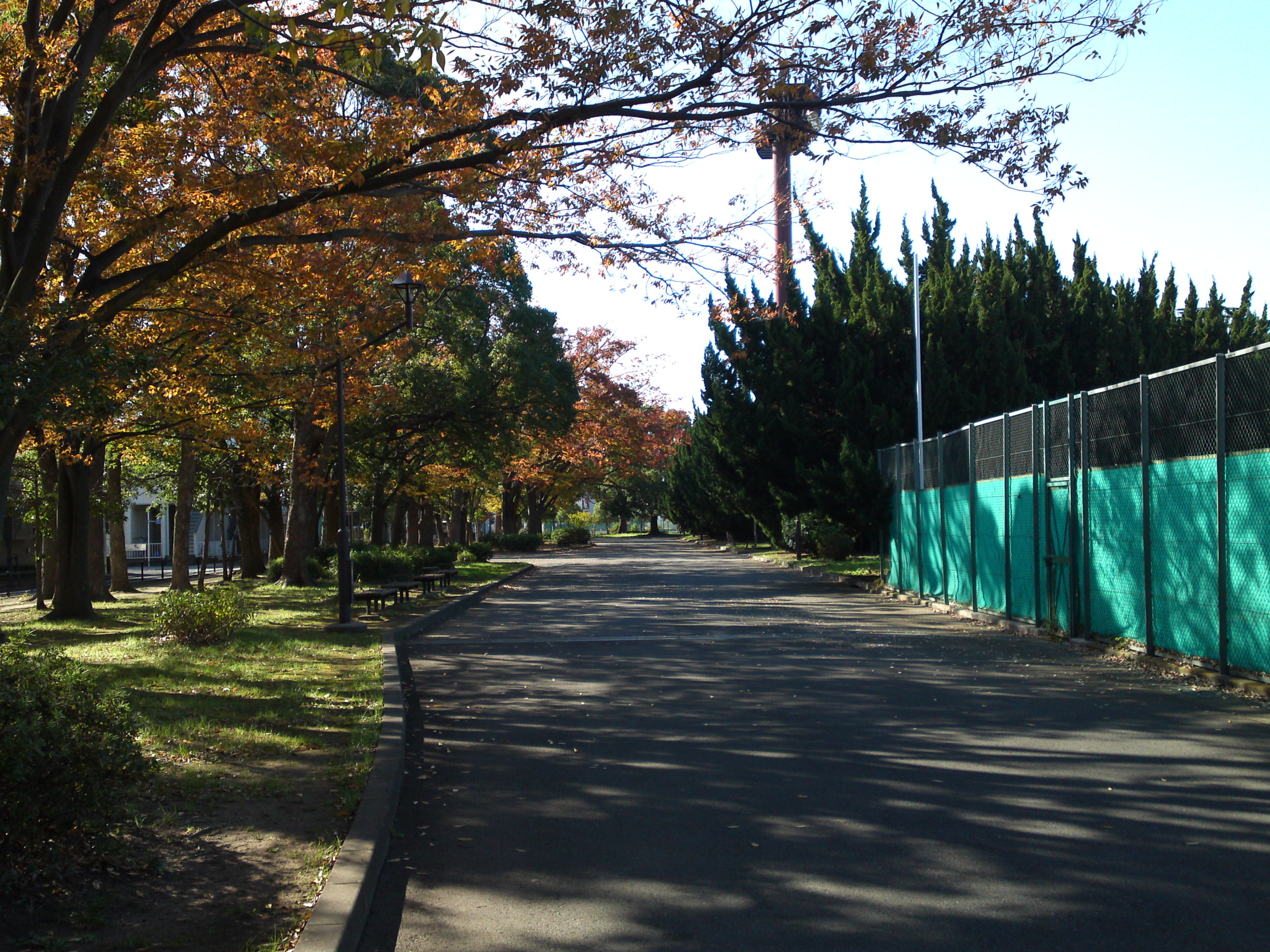 2019年秋篠崎公園の紅葉１８