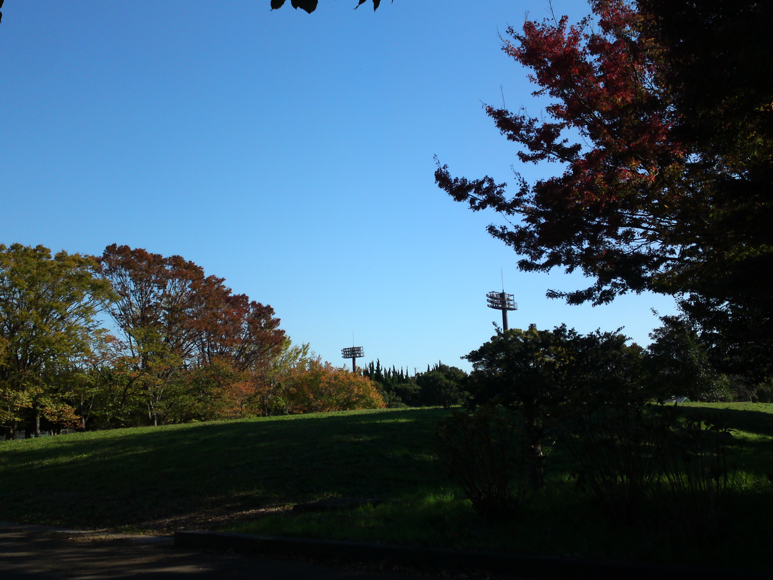 2019年秋篠崎公園の紅葉２６