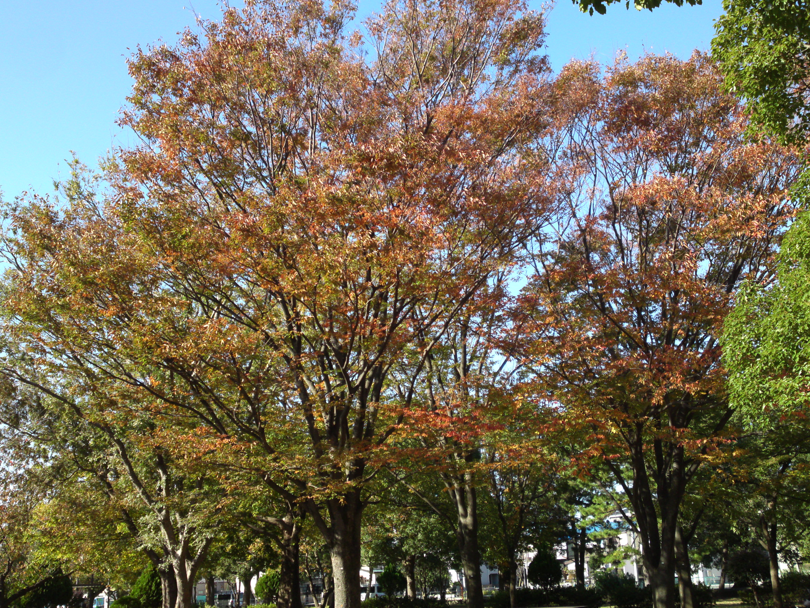 2019年篠崎公園の秋を彩る紅葉１
