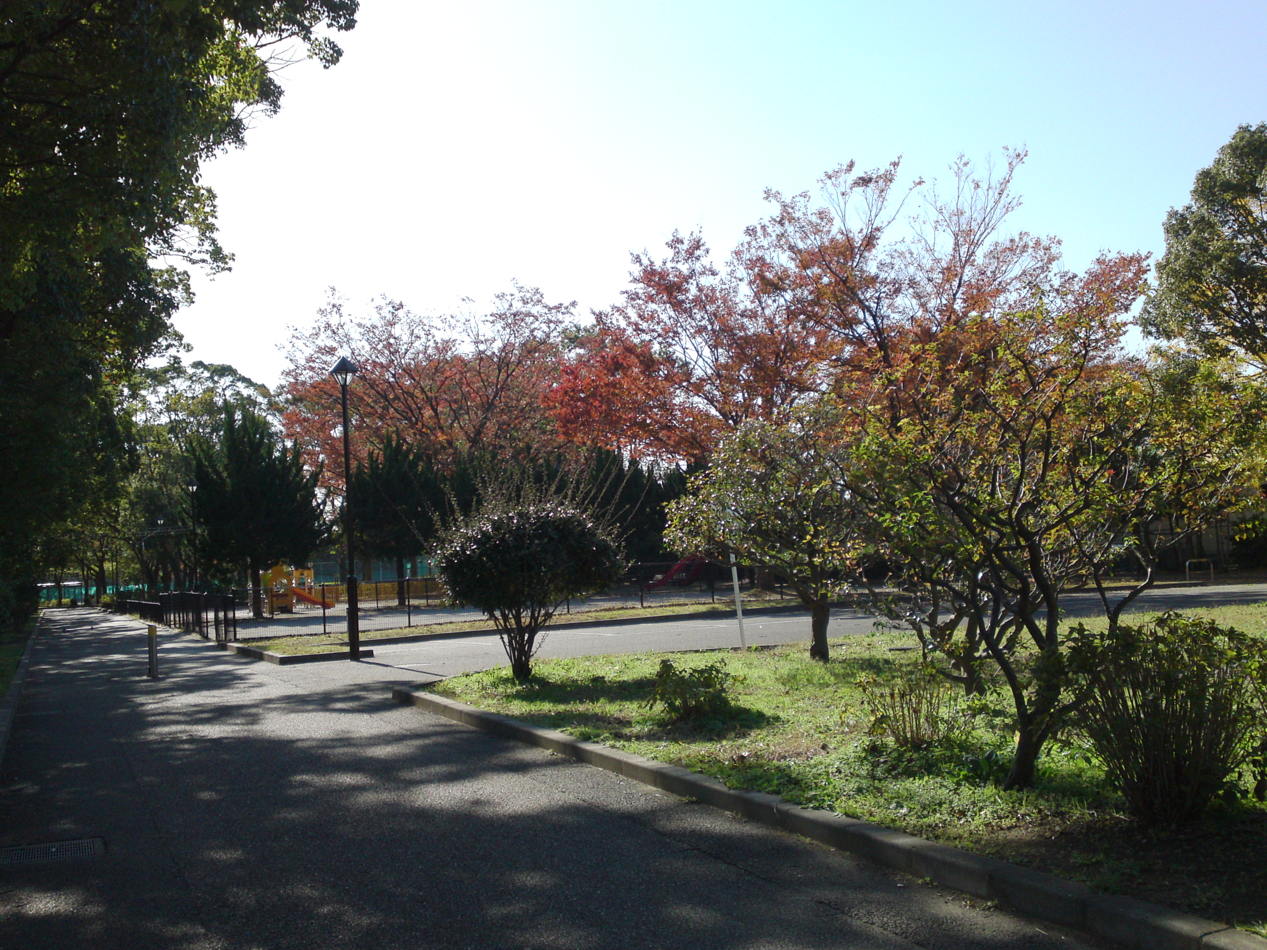 2019年篠崎公園の秋を彩る紅葉３