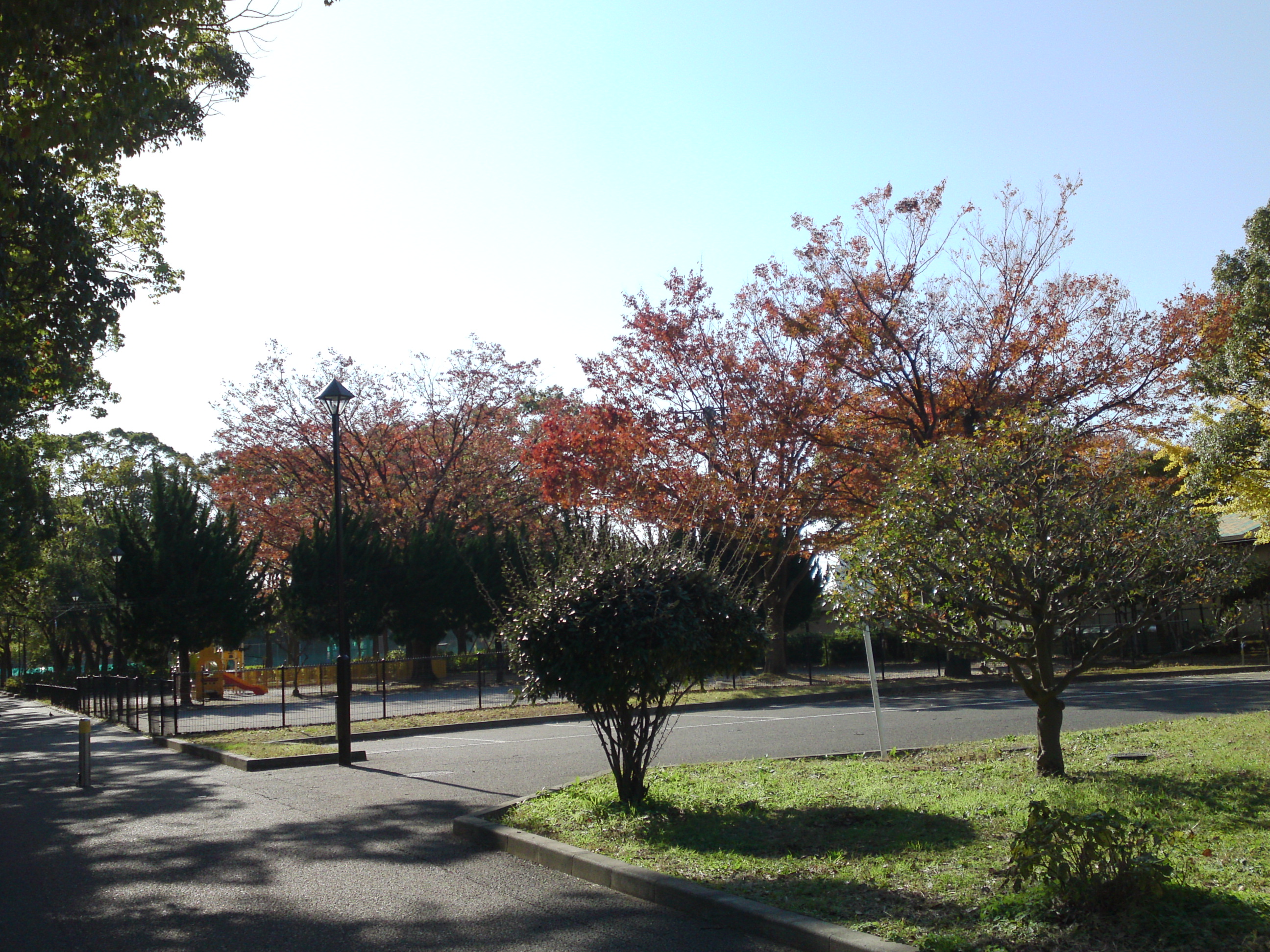 2019年篠崎公園の秋を彩る紅葉４