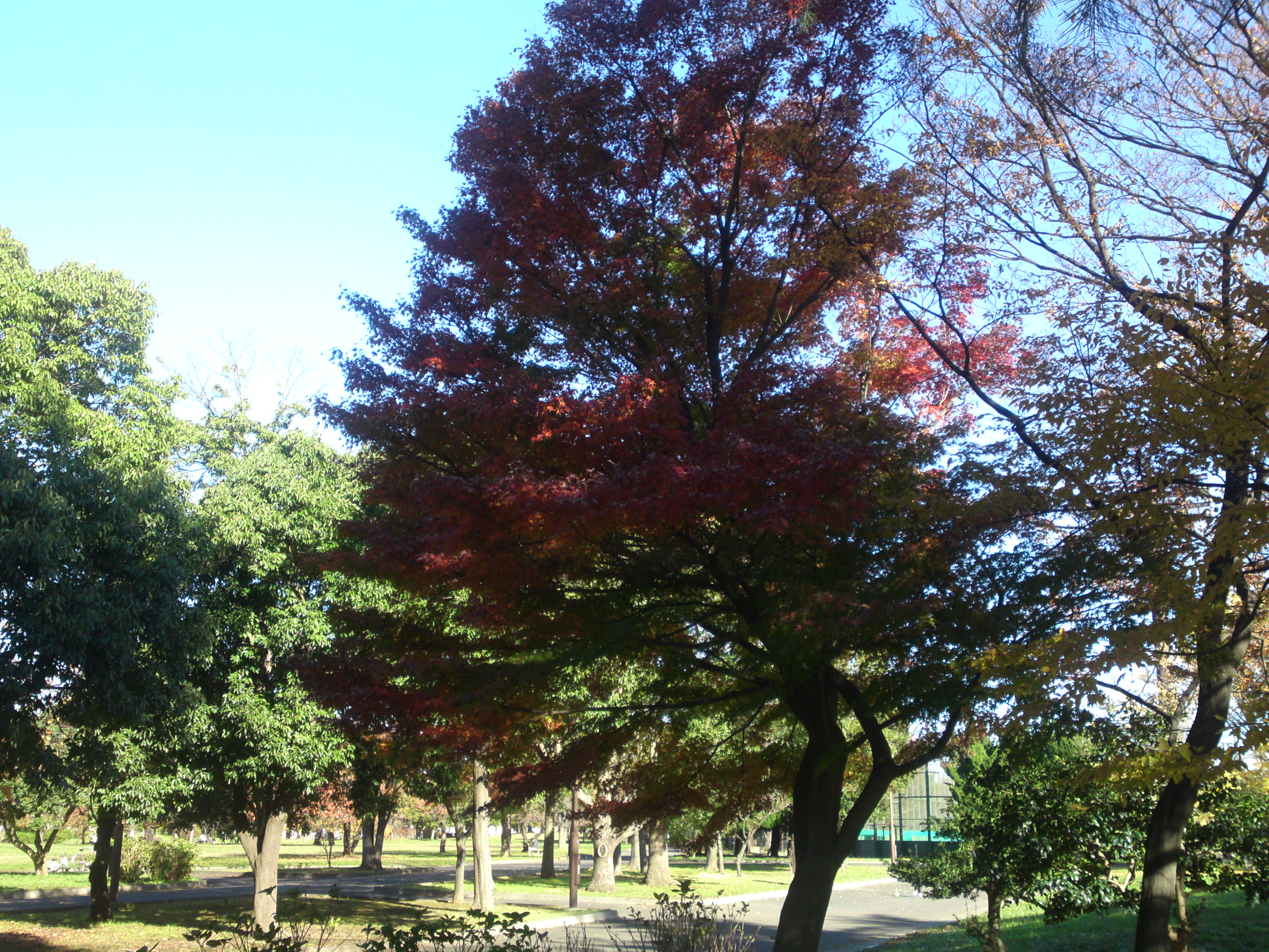 2019年篠崎公園の秋を彩る紅葉８