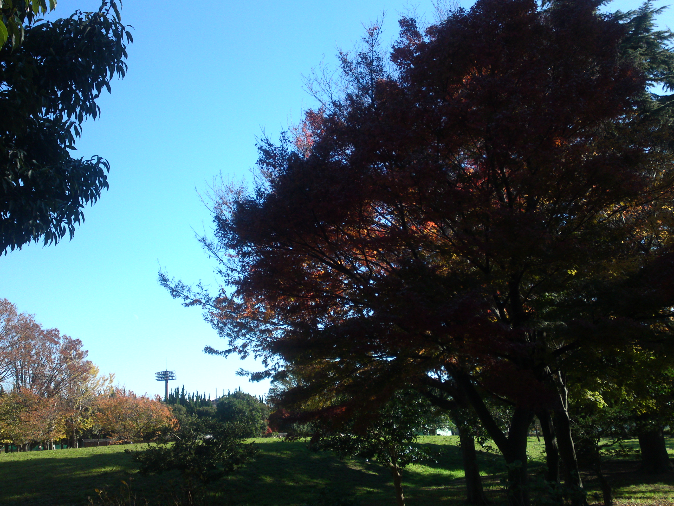 2019年篠崎公園の秋を彩る紅葉９