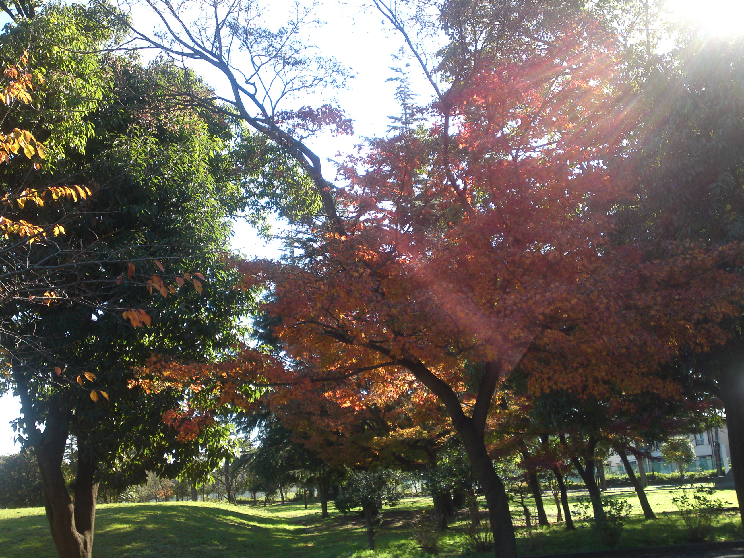 2019年篠崎公園の秋を彩る紅葉０
