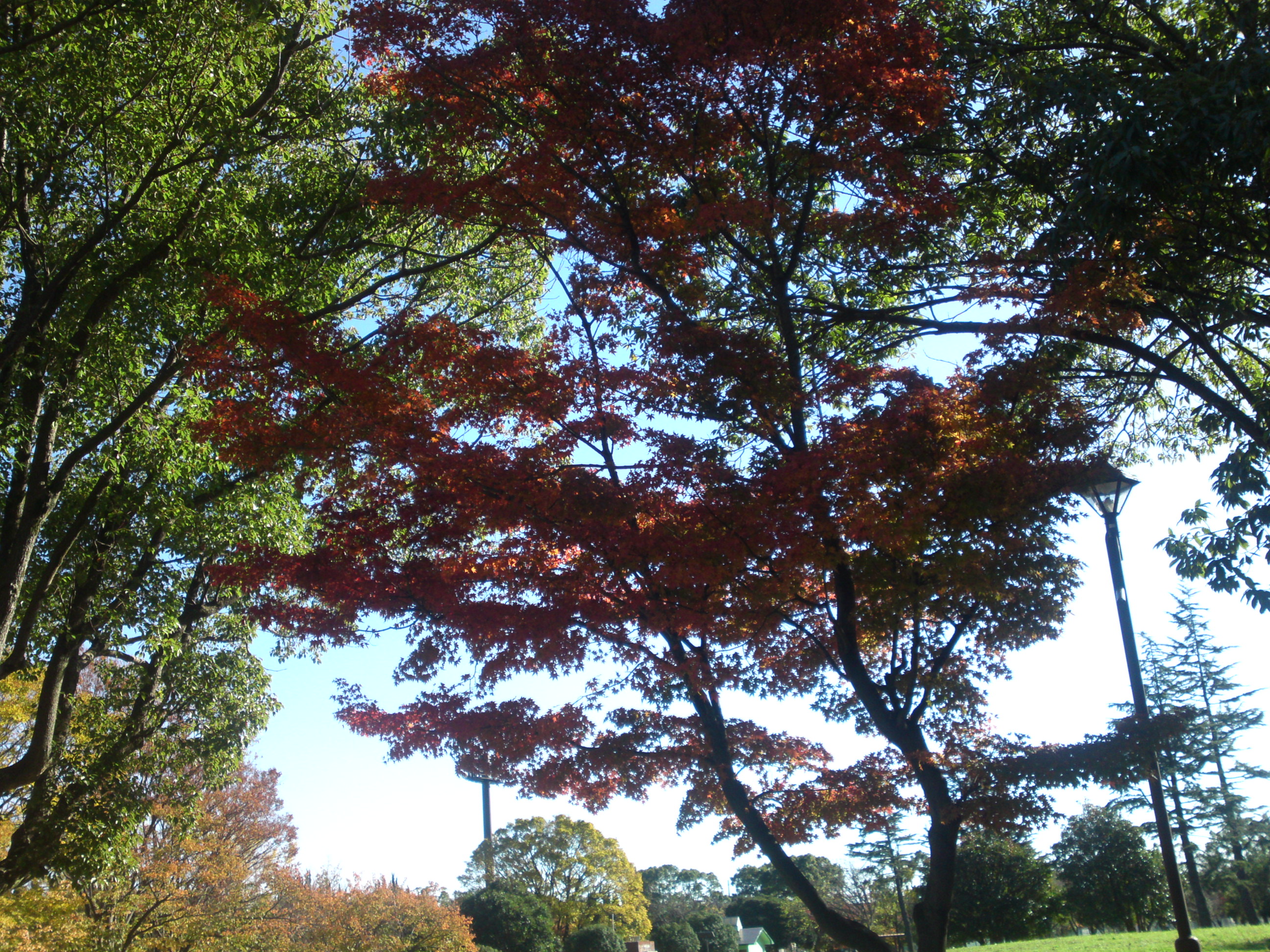 2019年篠崎公園の秋を彩る紅葉１１