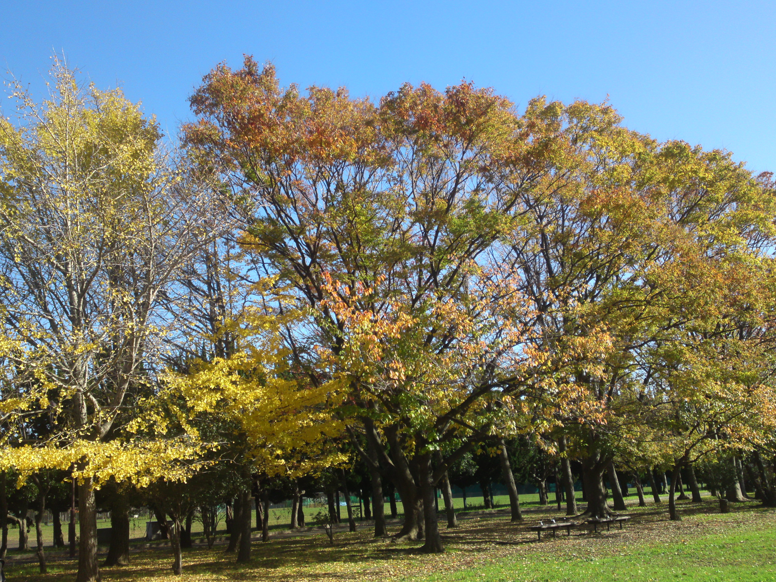 2019年篠崎公園の秋を彩る紅葉１３
