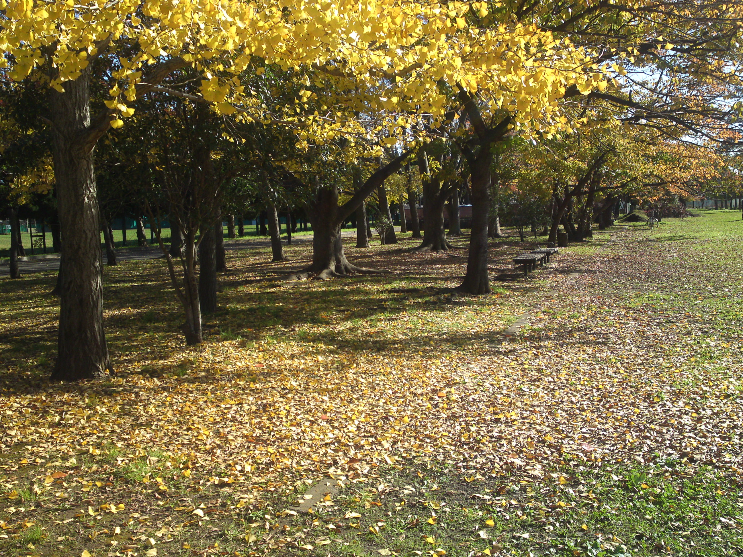 2019年篠崎公園の秋を彩る紅葉１４