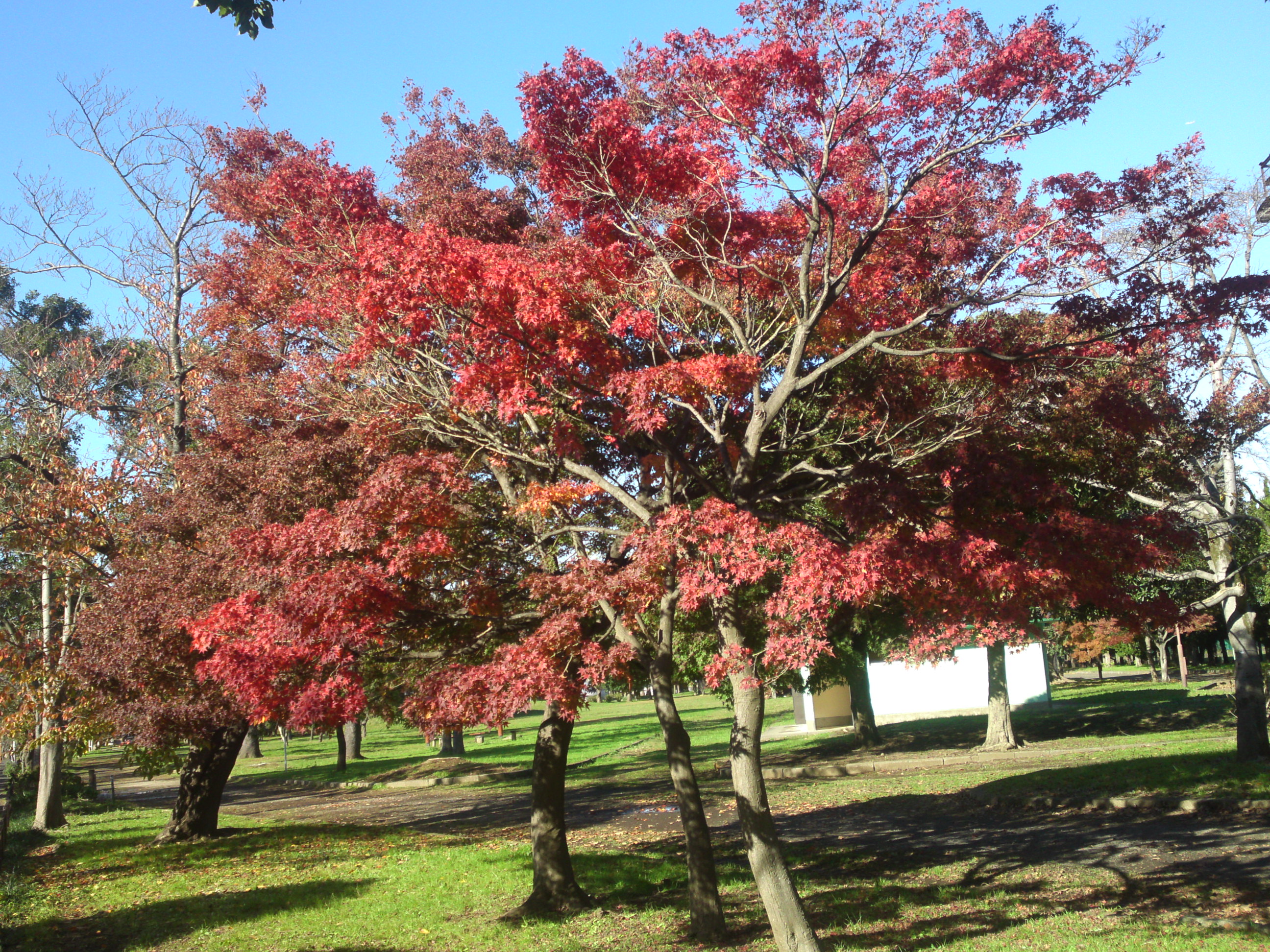 2019年篠崎公園の秋を彩る紅葉１５