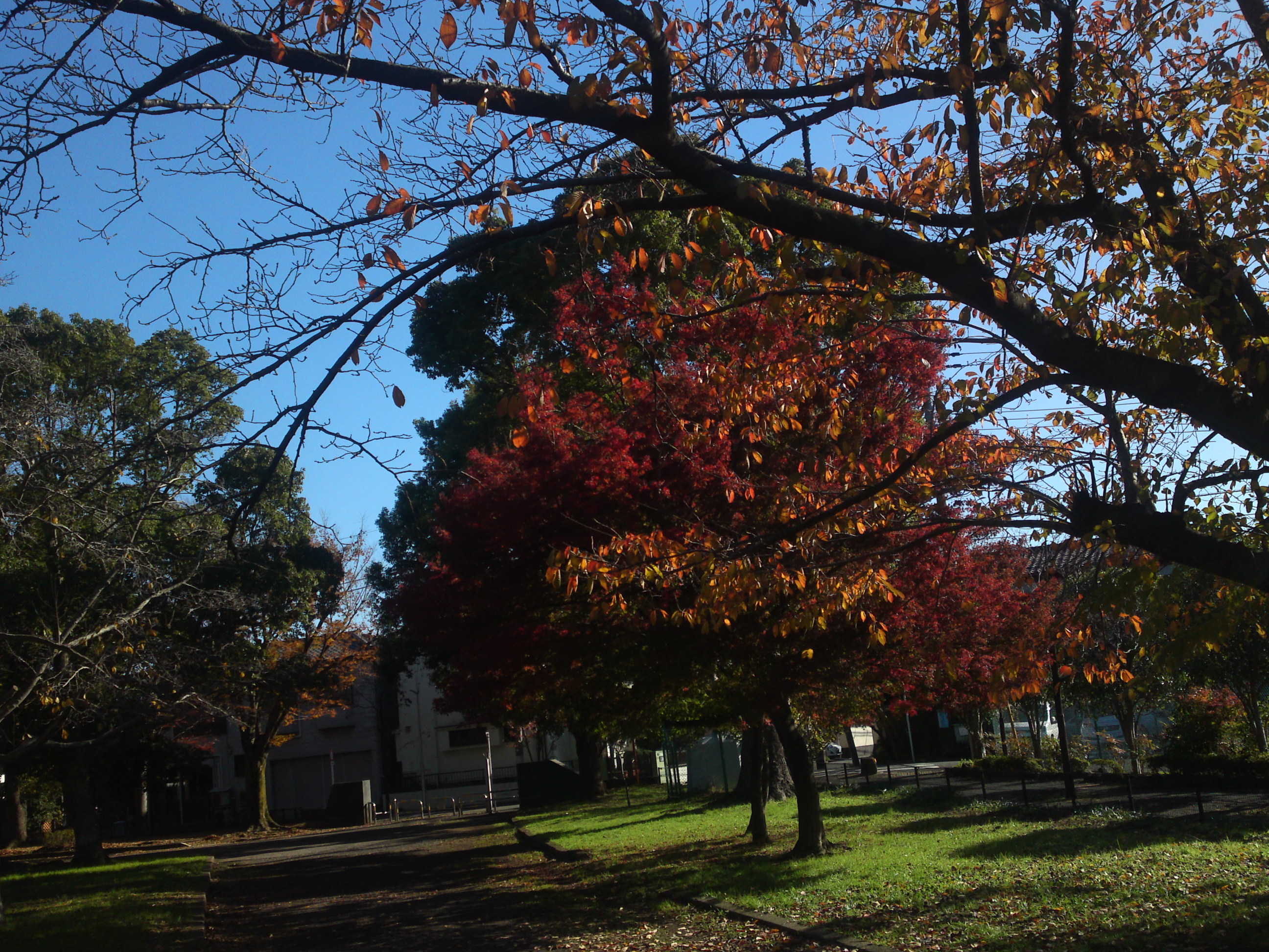 2019年篠崎公園の秋を彩る紅葉１６
