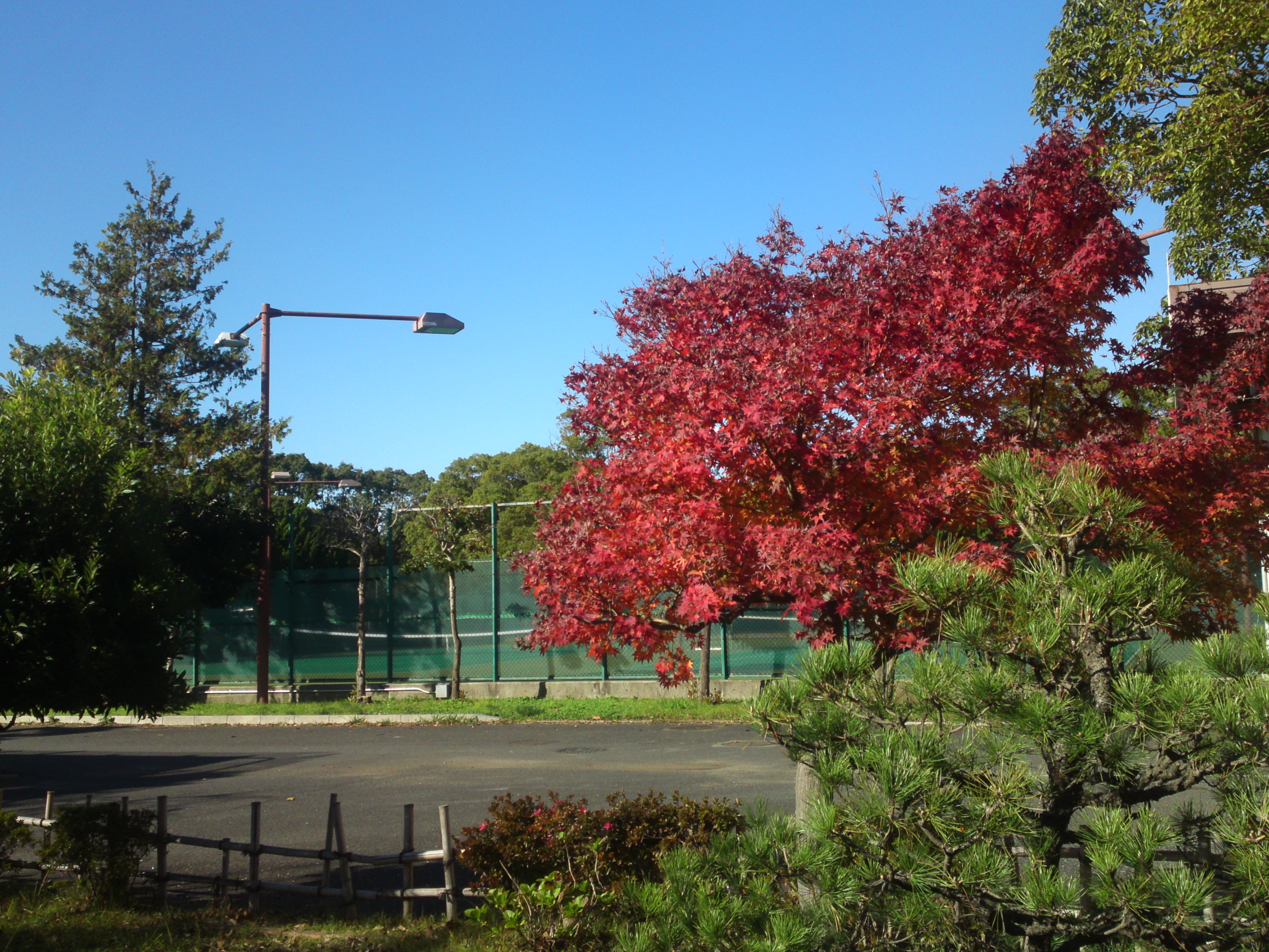 2019年篠崎公園の秋を彩る紅葉１８