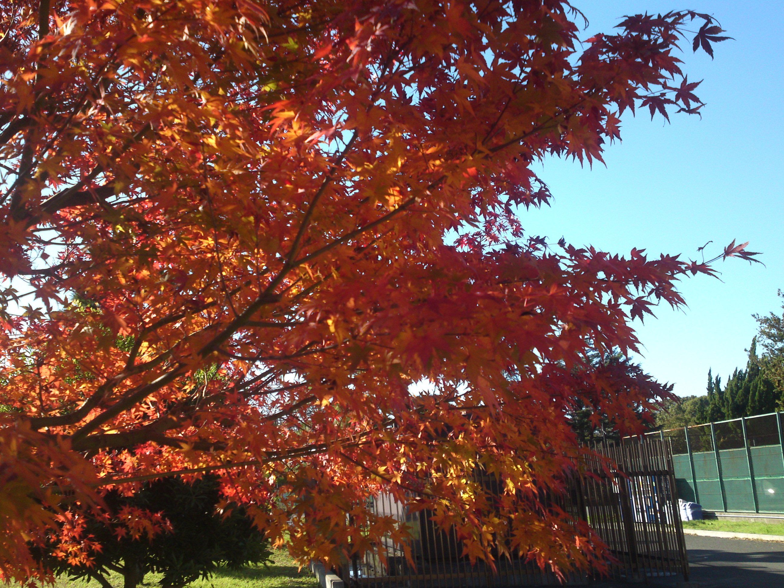 2019年篠崎公園の秋を彩る紅葉１９