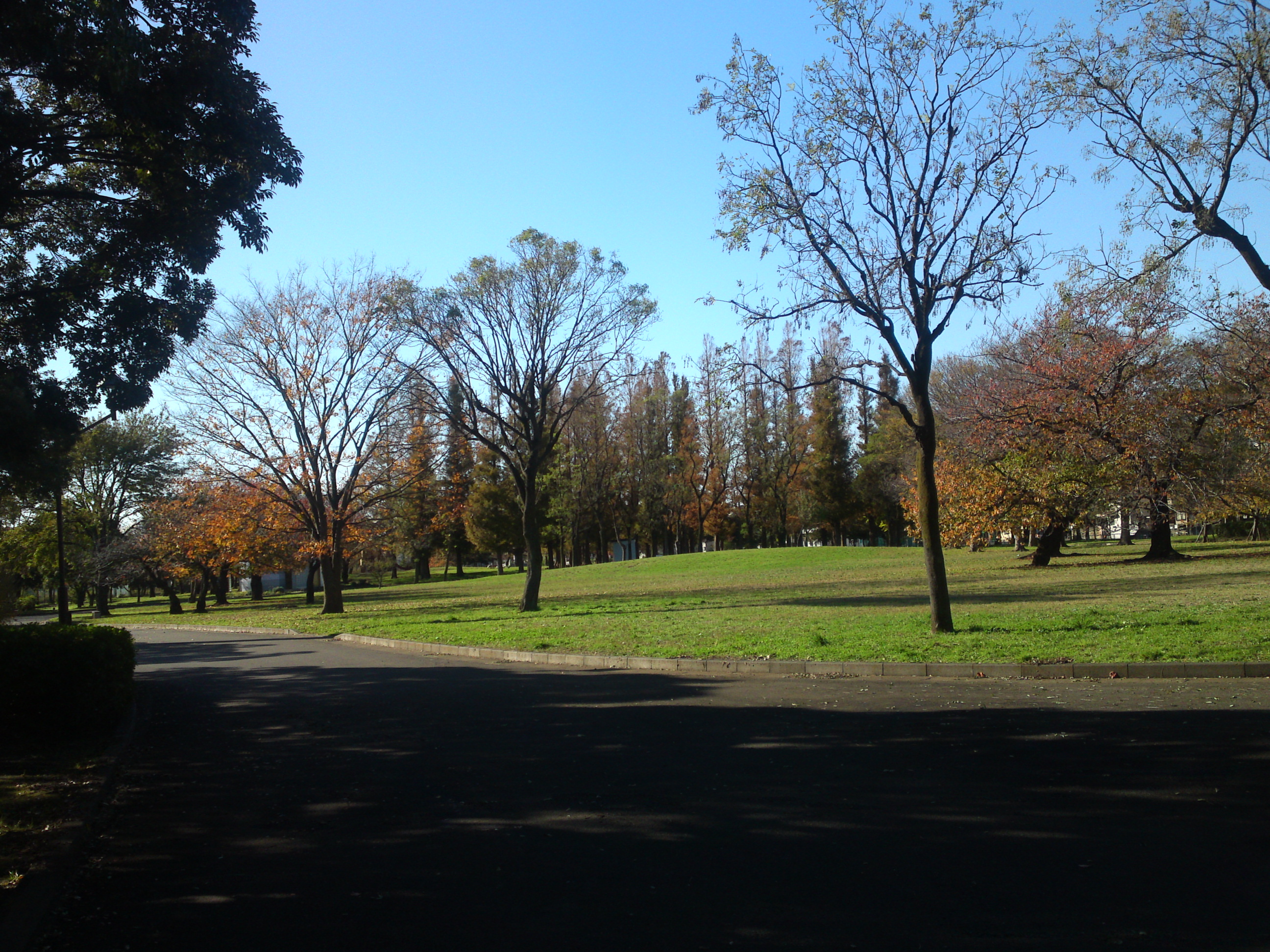 2019年篠崎公園の秋を彩る紅葉２１